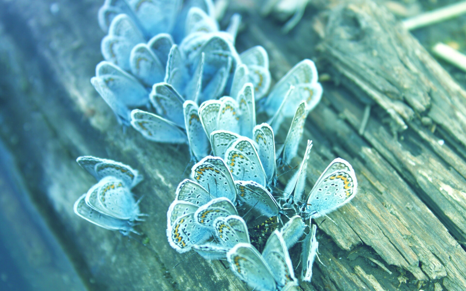 Голубые бабочки обои