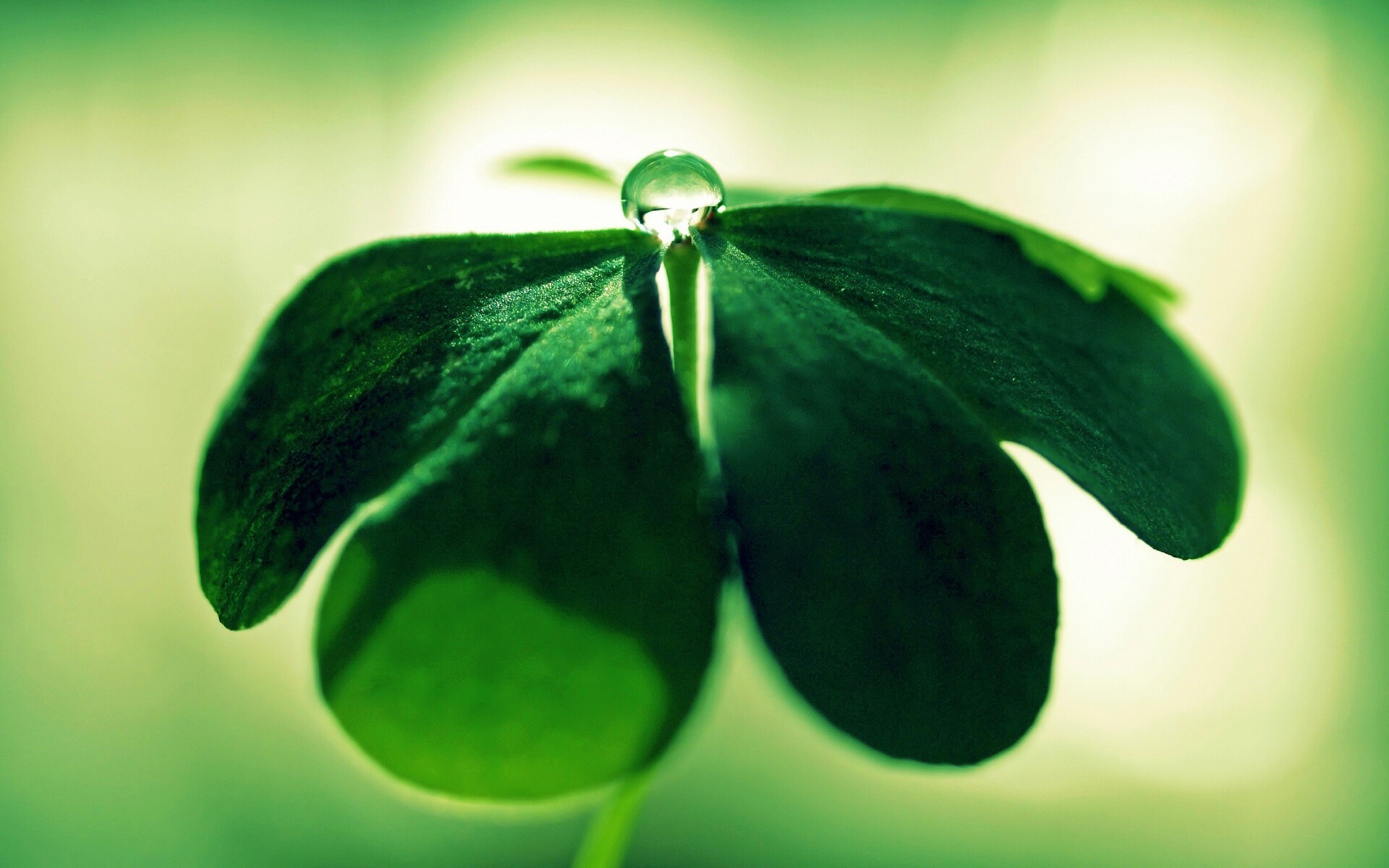 Зеленые листики и капелька воды обои