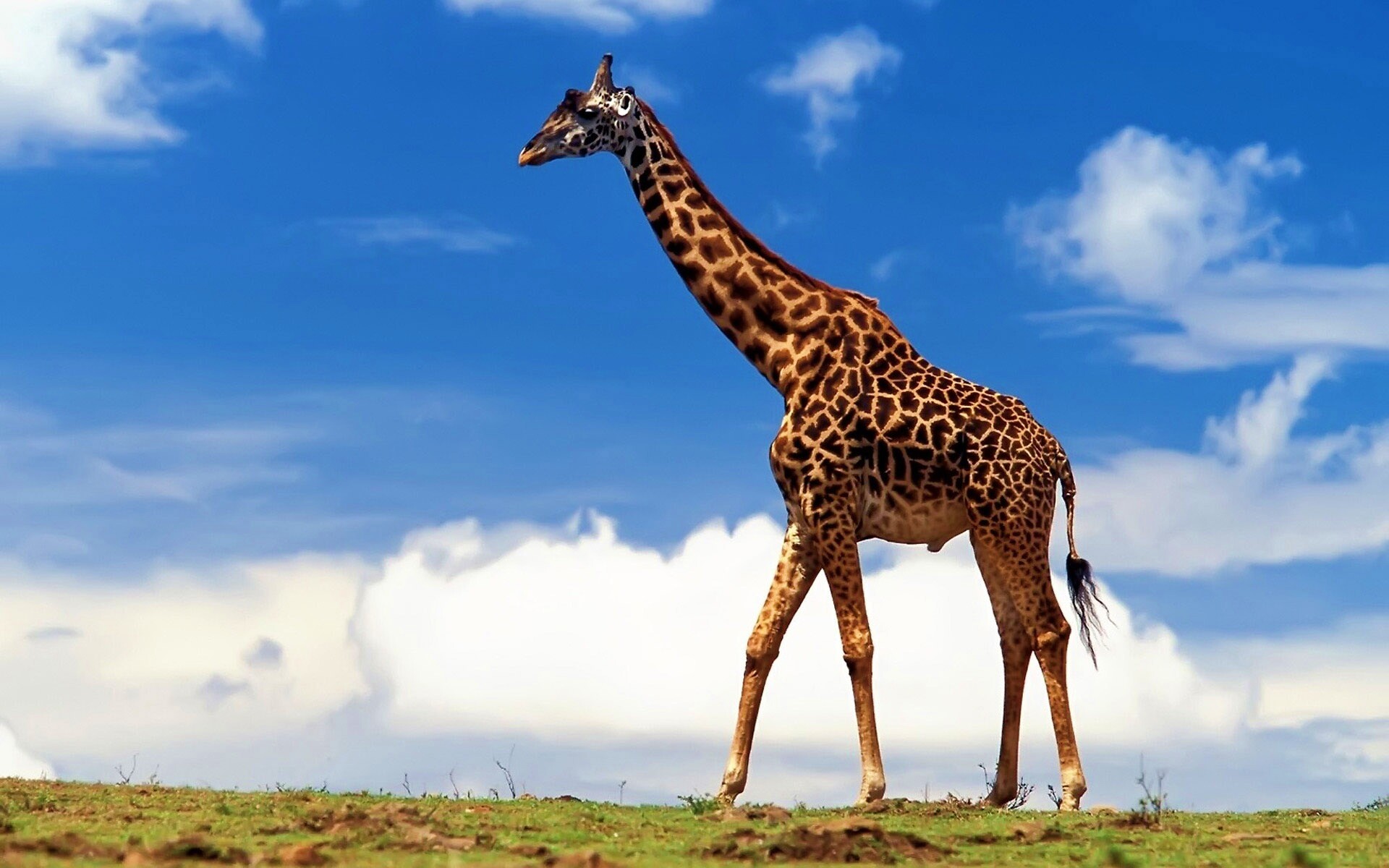 Жираф на прогулке обои