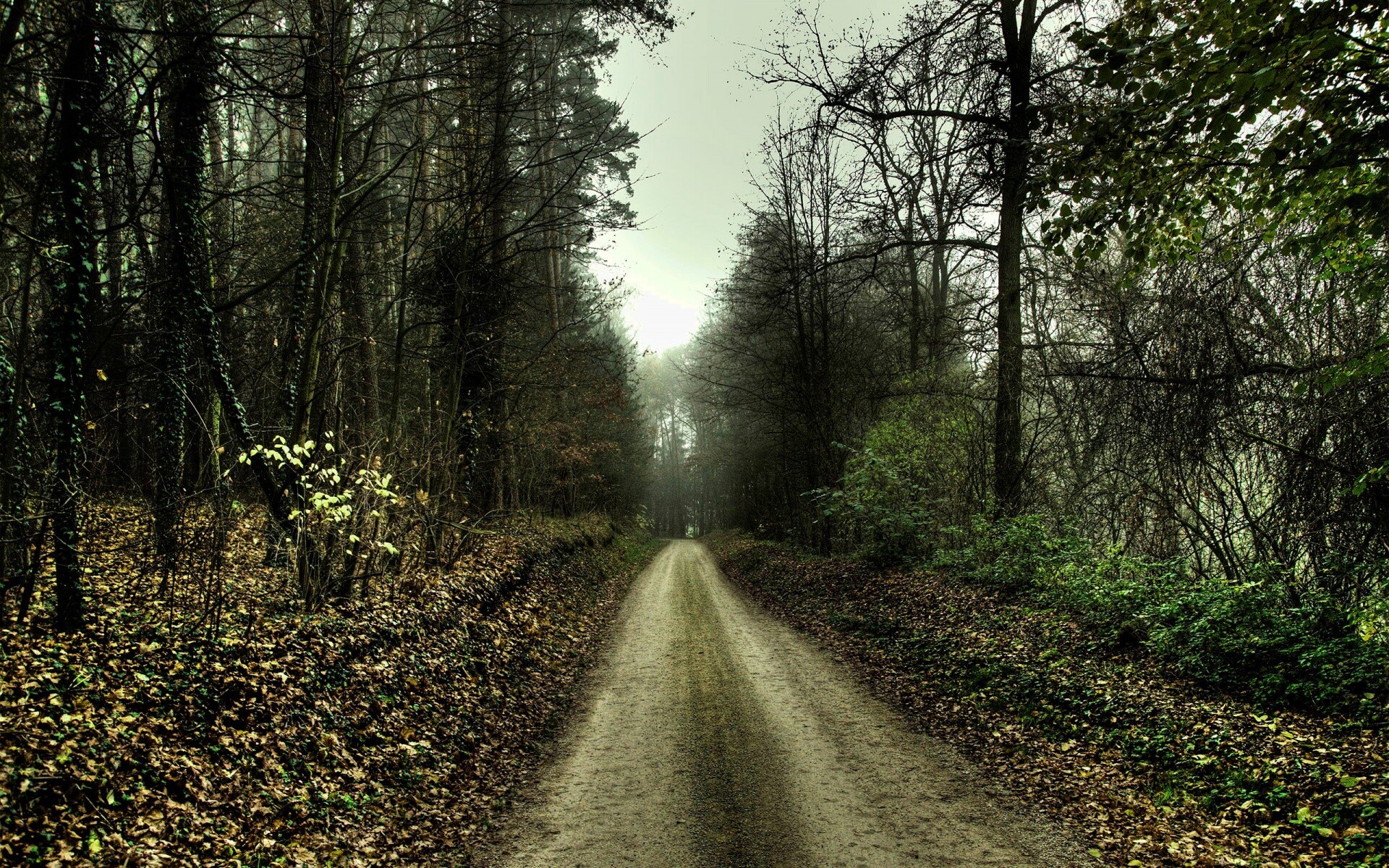 Дорога через лес обои