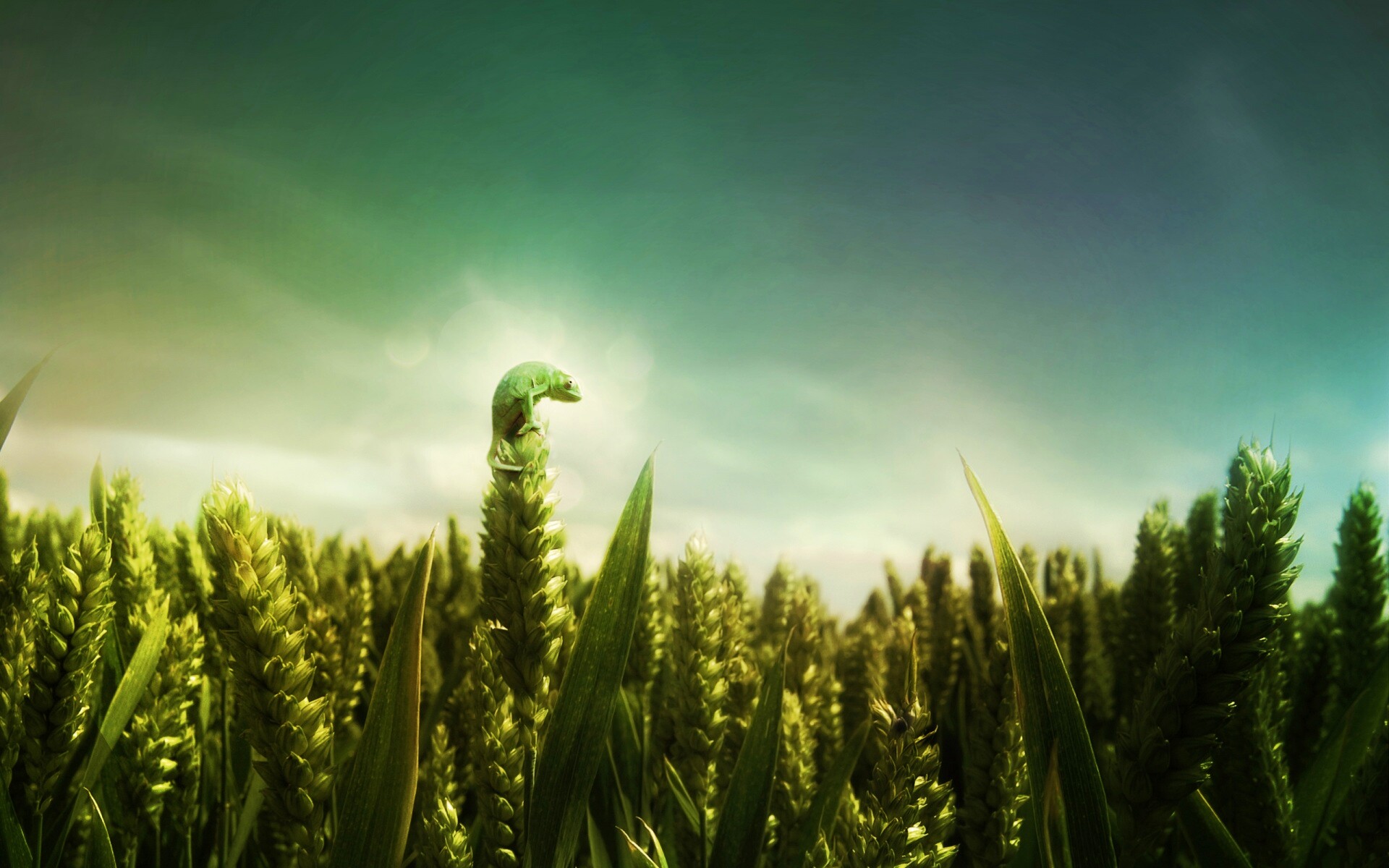 Маленький хамелеон на травинке обои