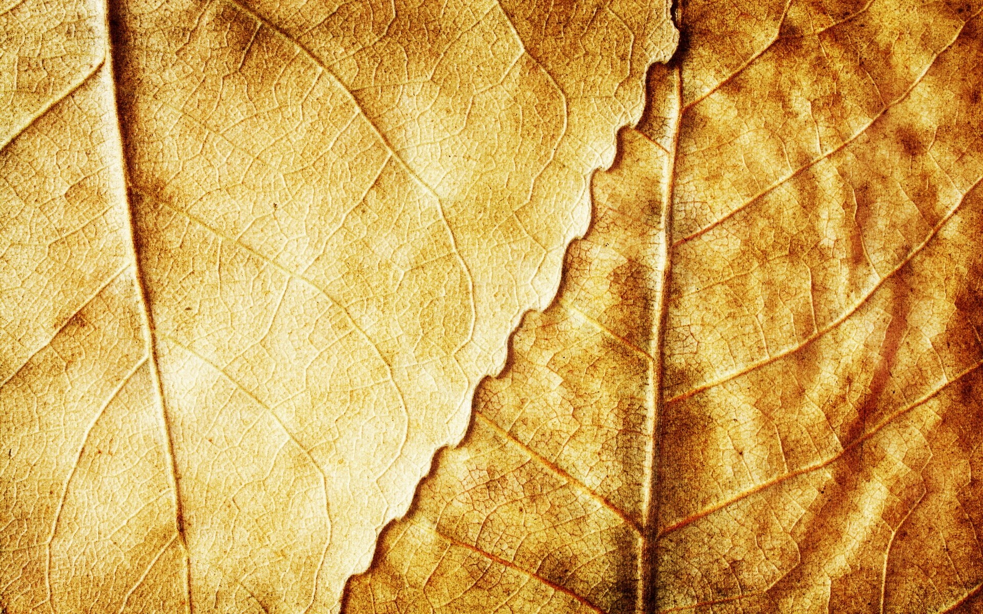 Текстура желтых увядших листьев обои