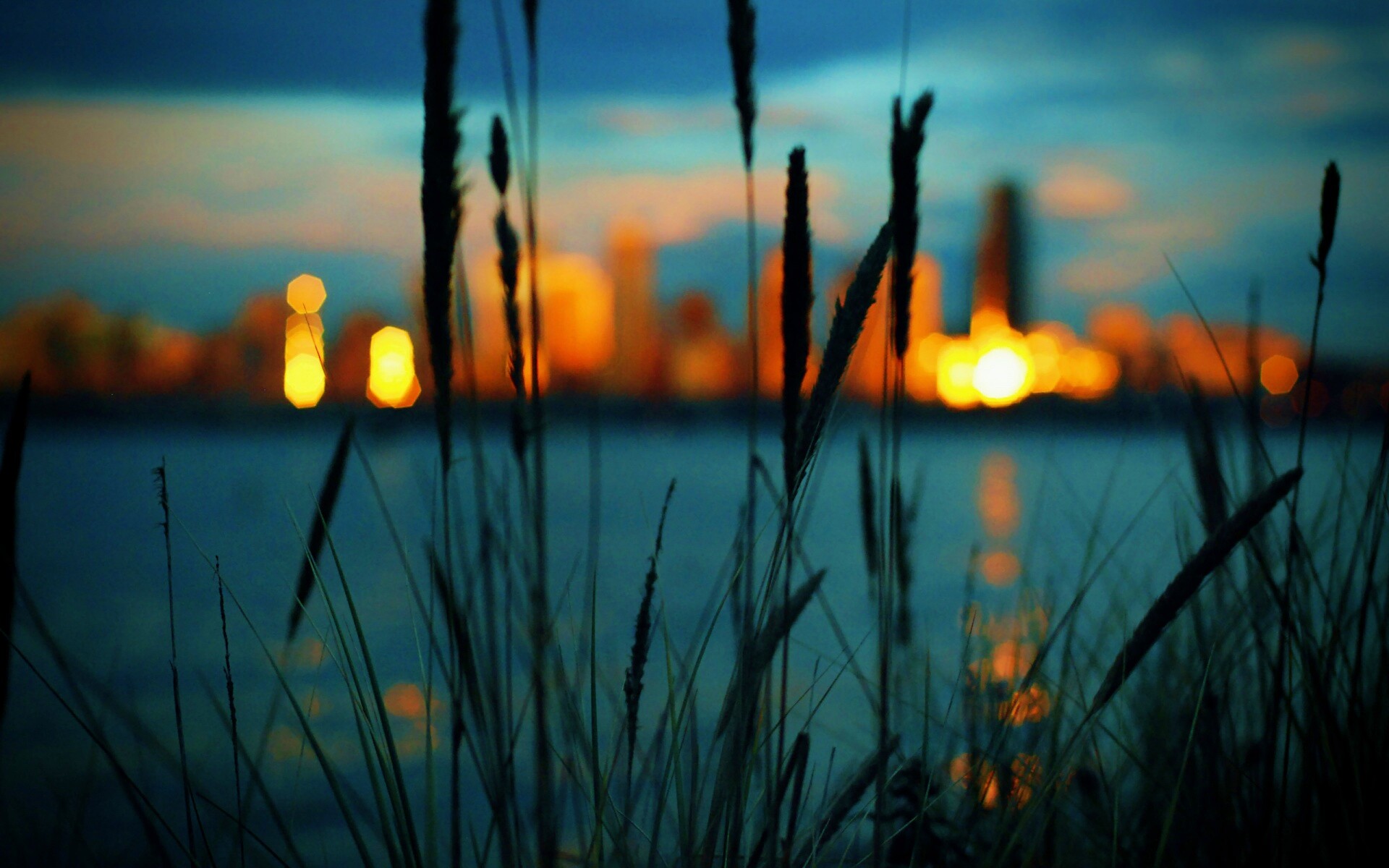 Камыш на фоне вечерних огней обои