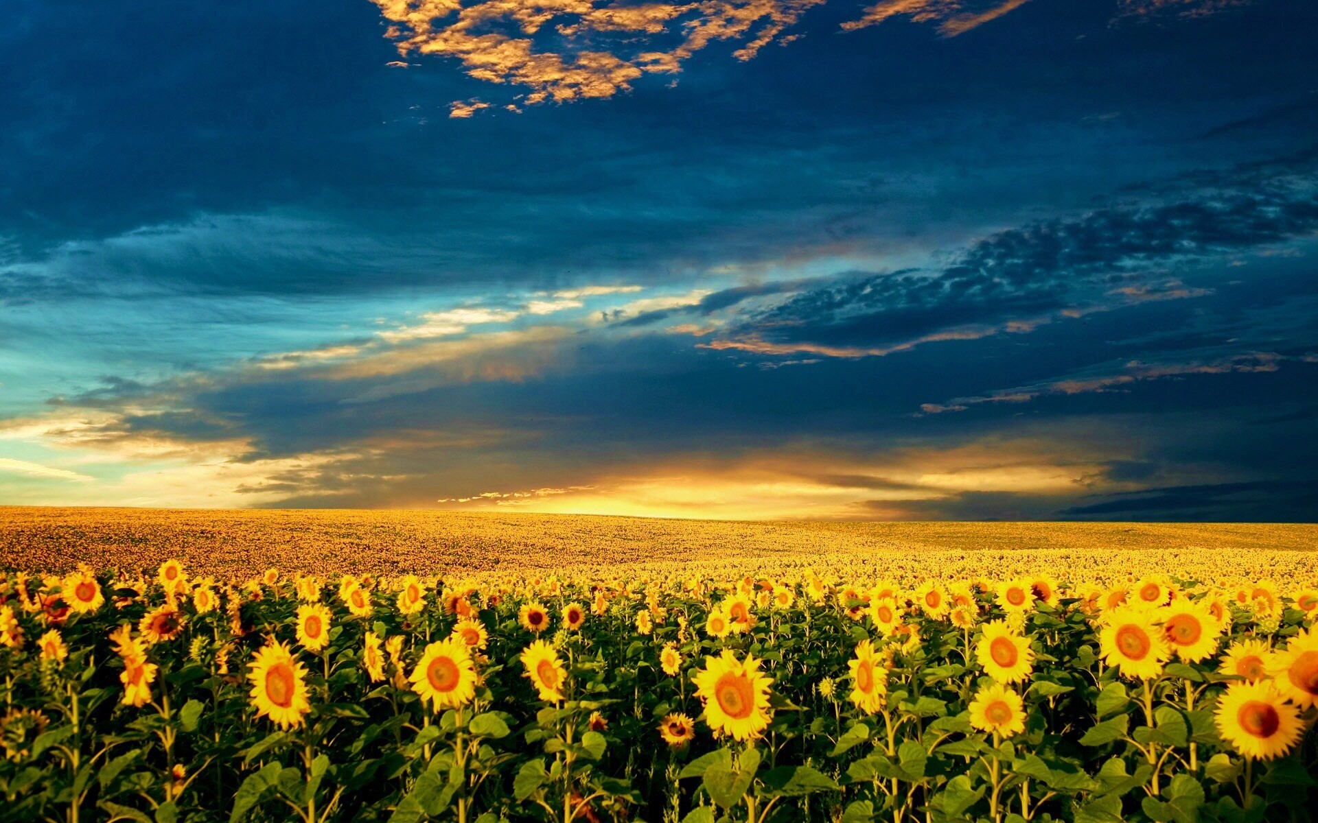 Целое поле подсолнухов обои