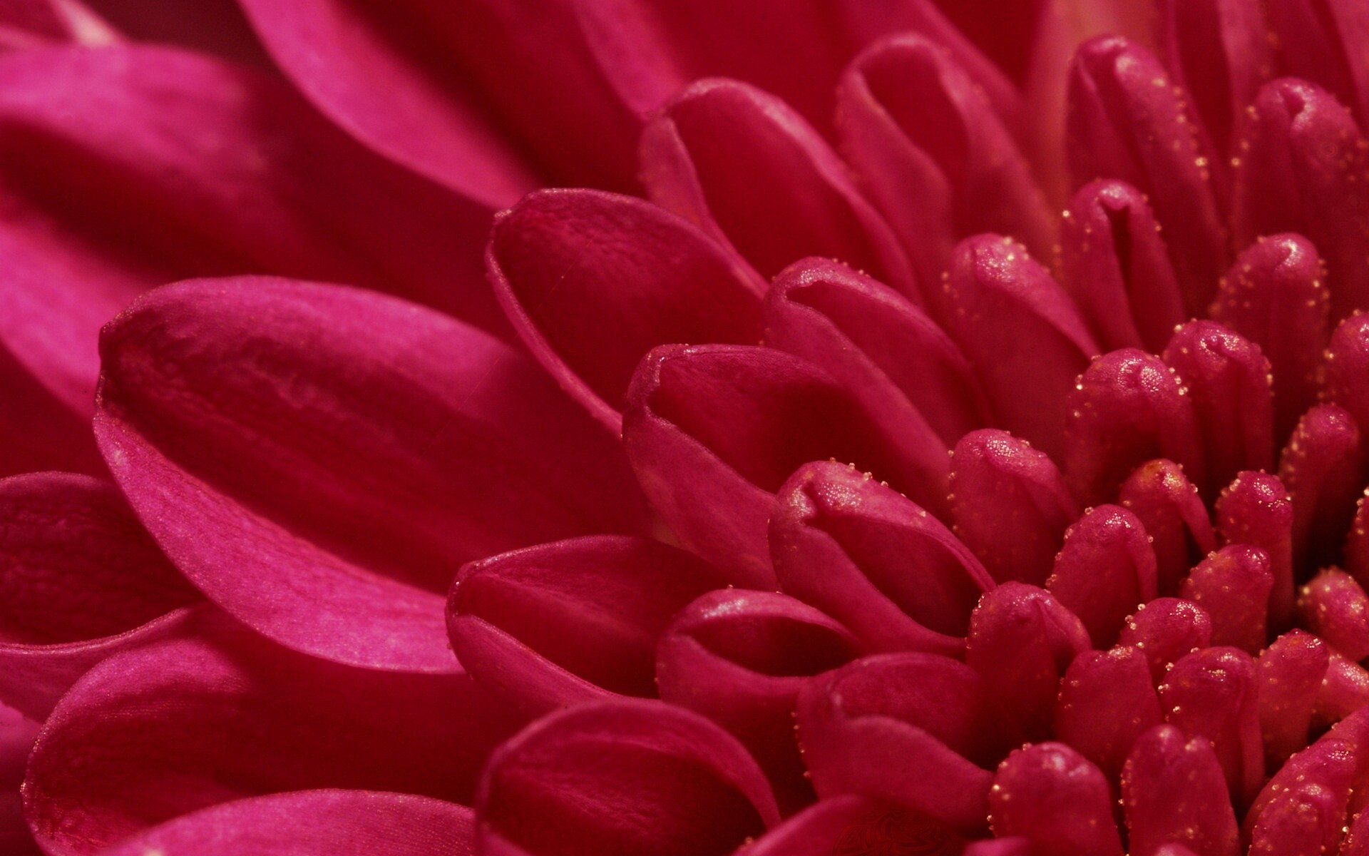 Лепестки хризантемы обои