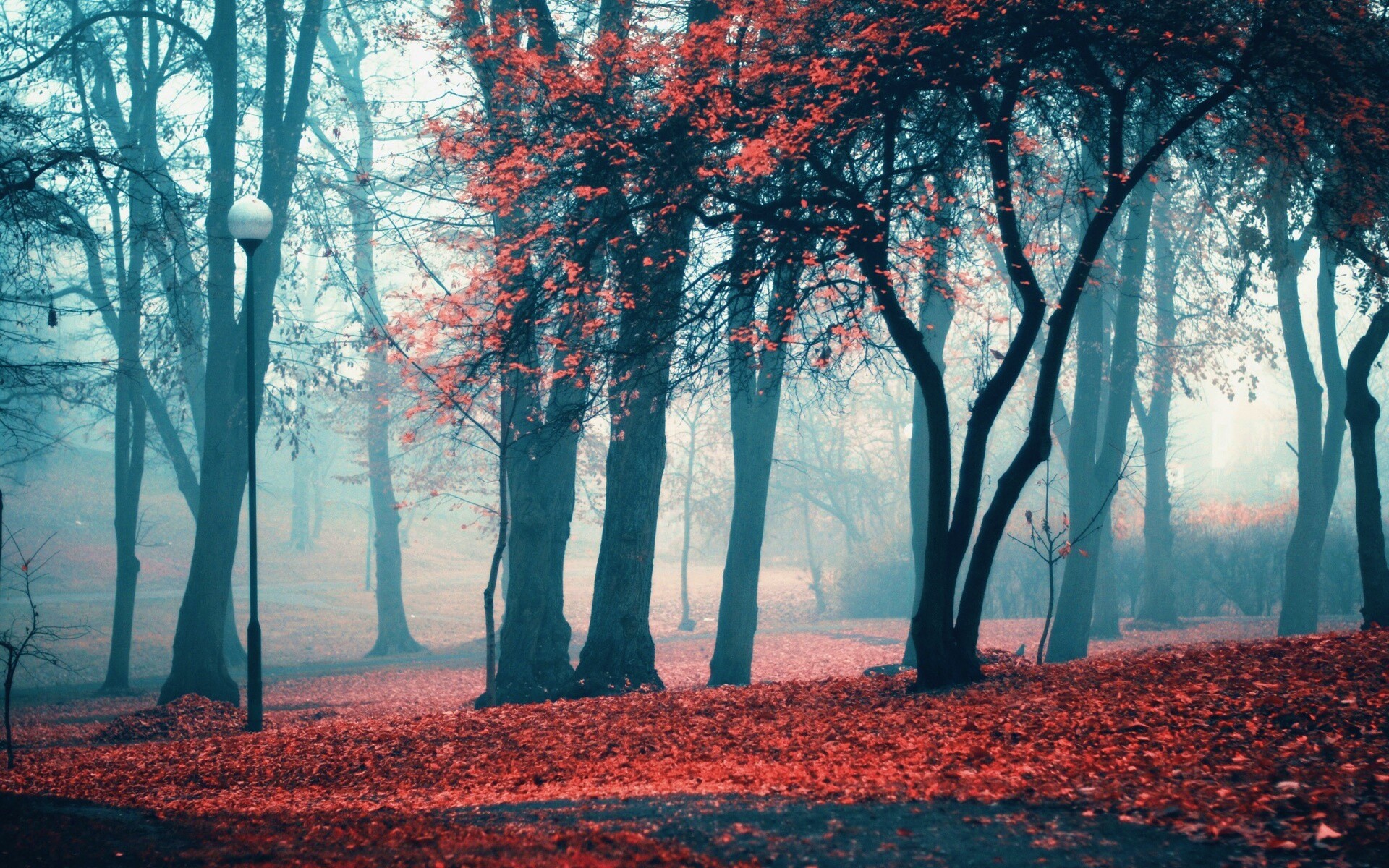 Парк красных листьев обои