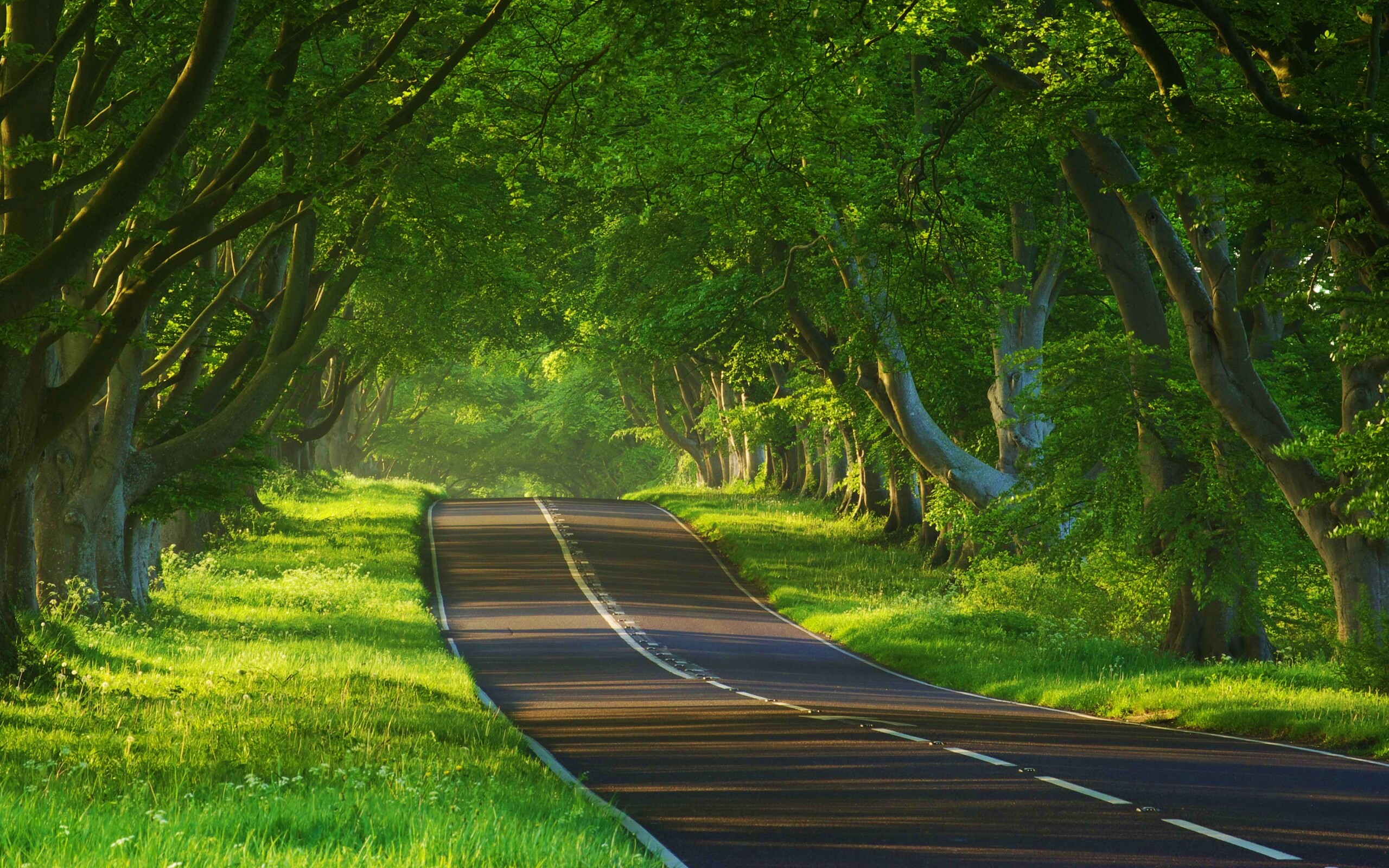 Трасса в тени деревьев обои