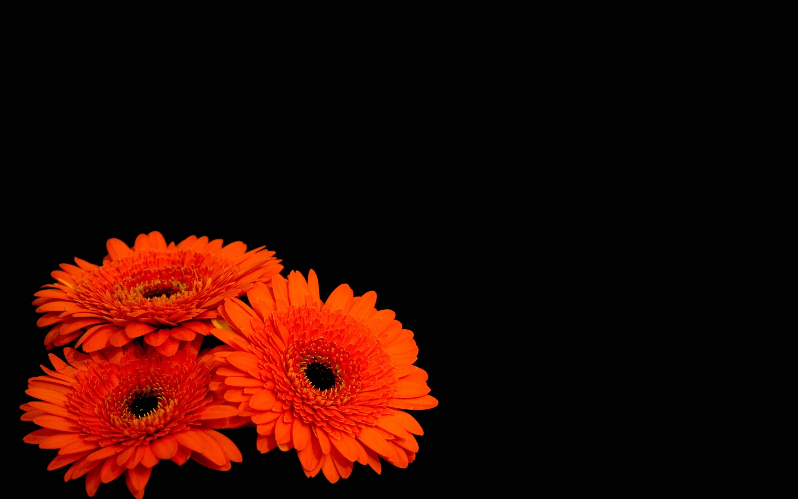 Красные герберы обои