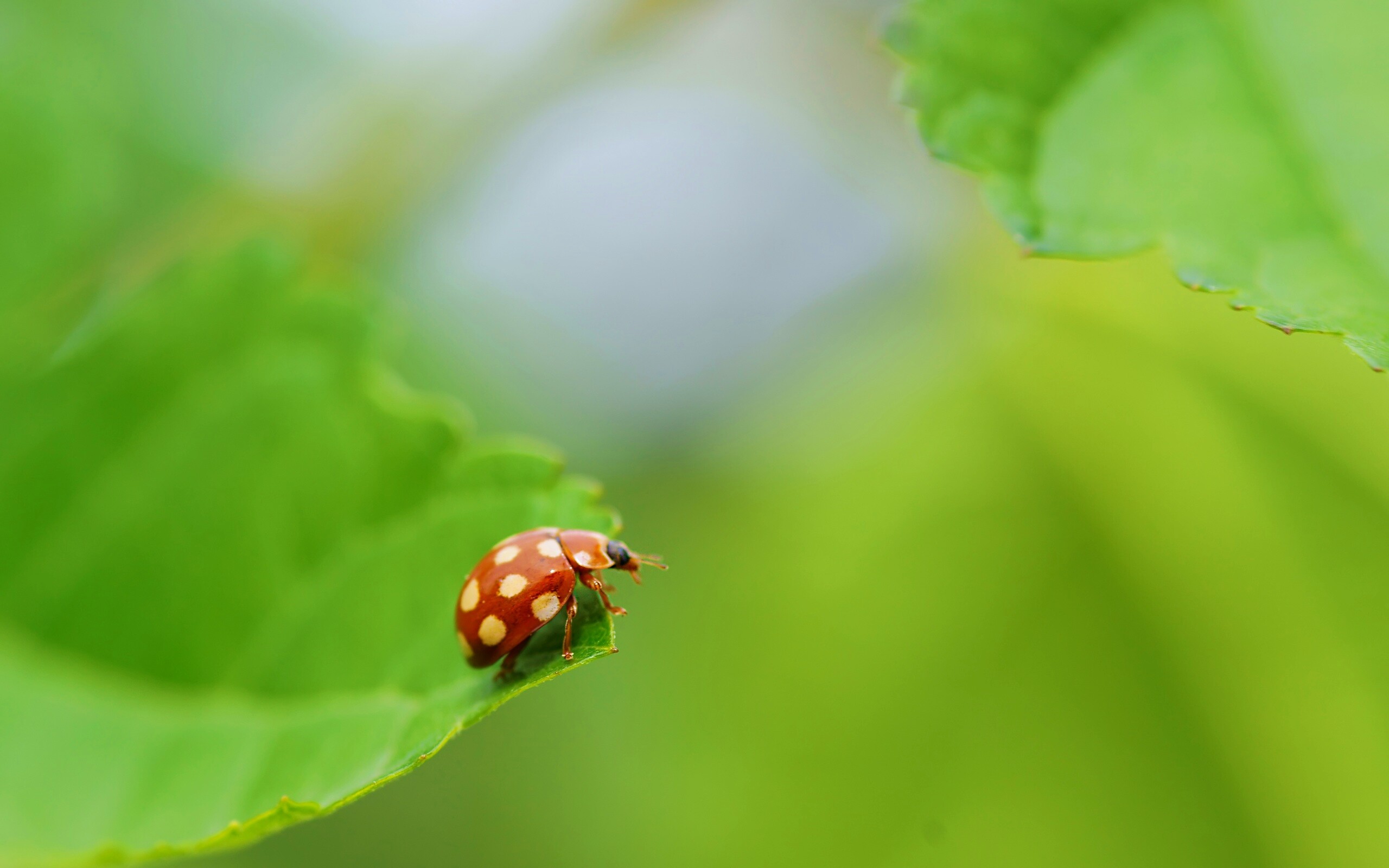 Божья коровка обои