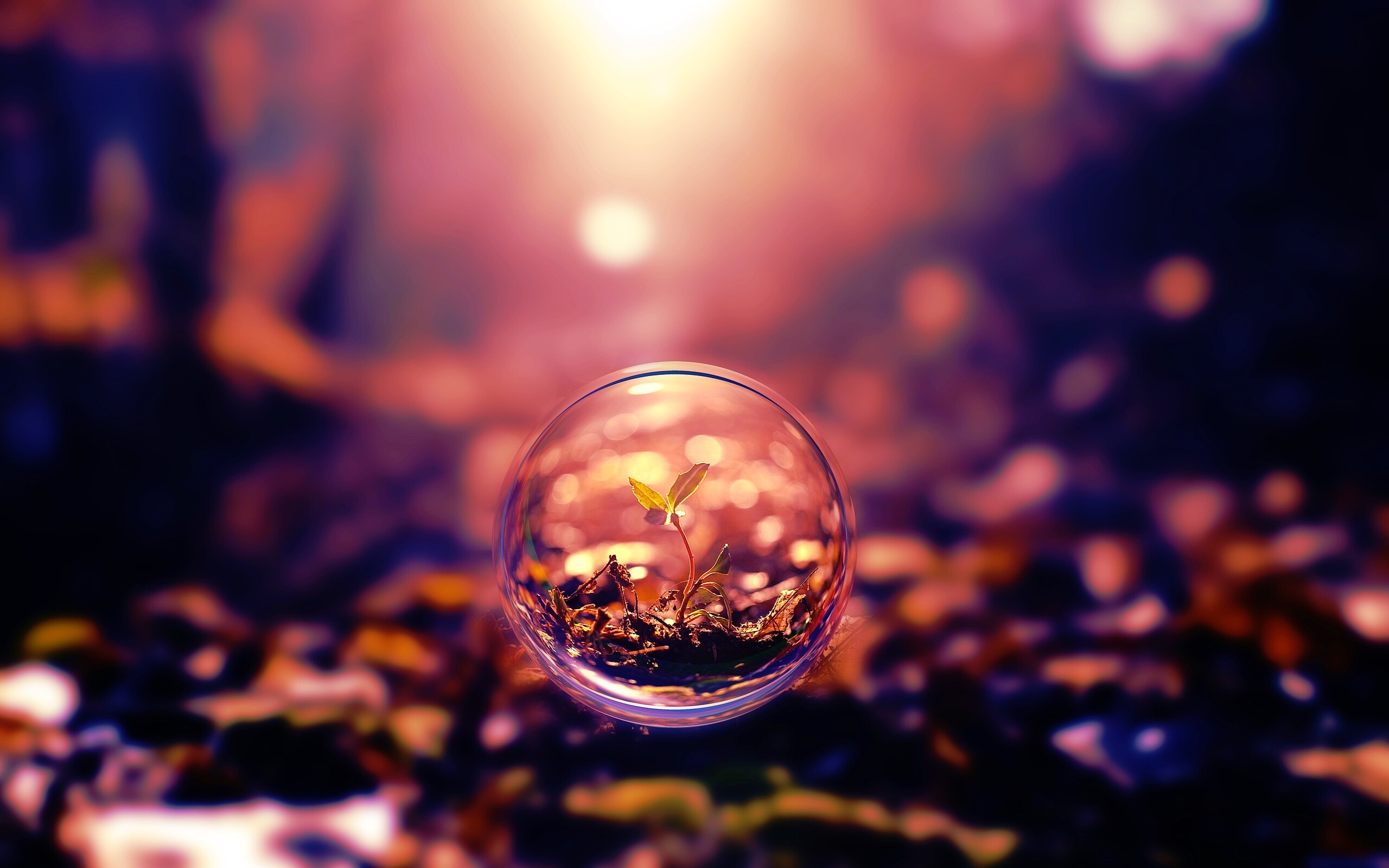 Росток в пузыре обои