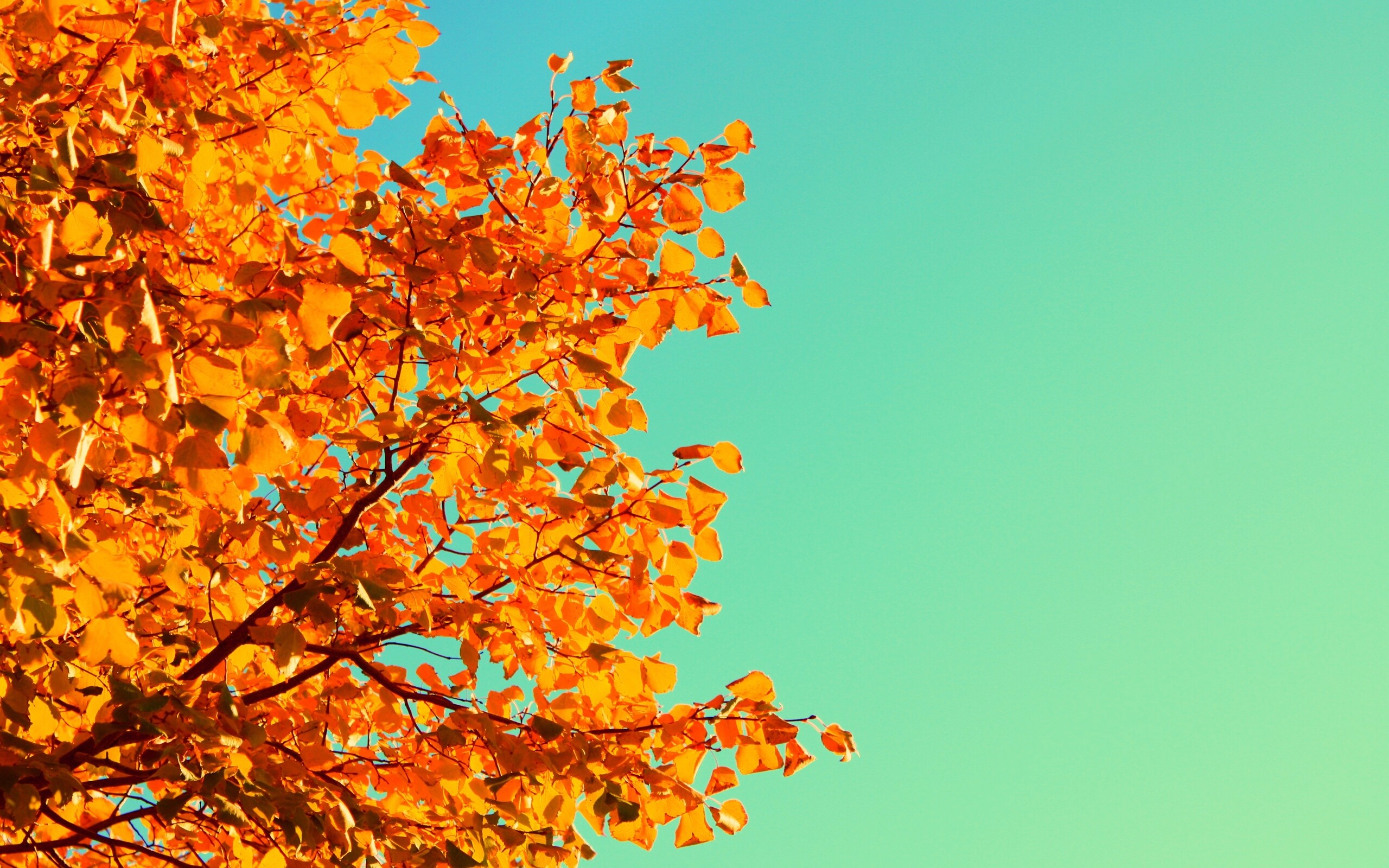 Ветви с пожелтевшими листьями на фоне неба обои