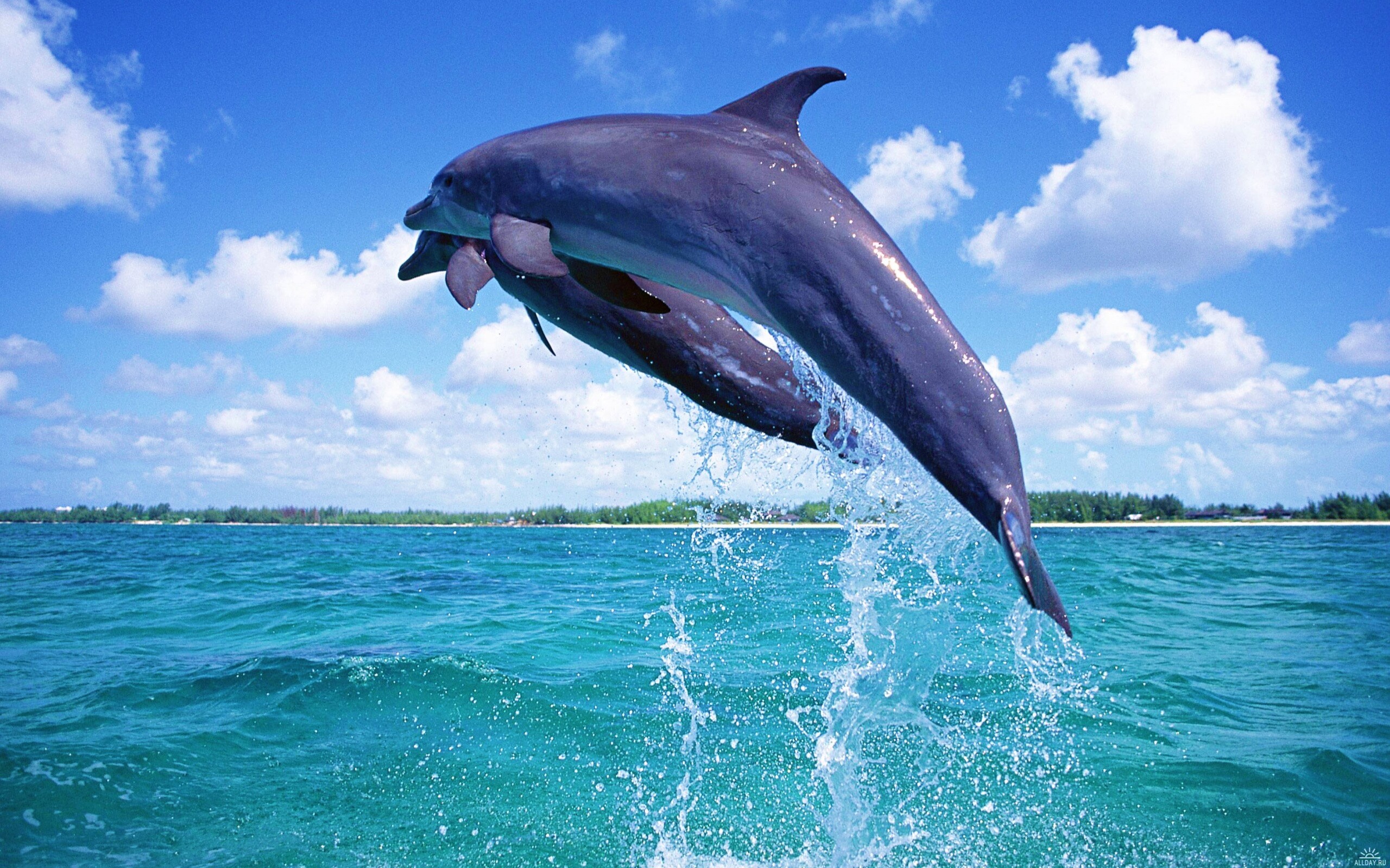 Дельфины обои