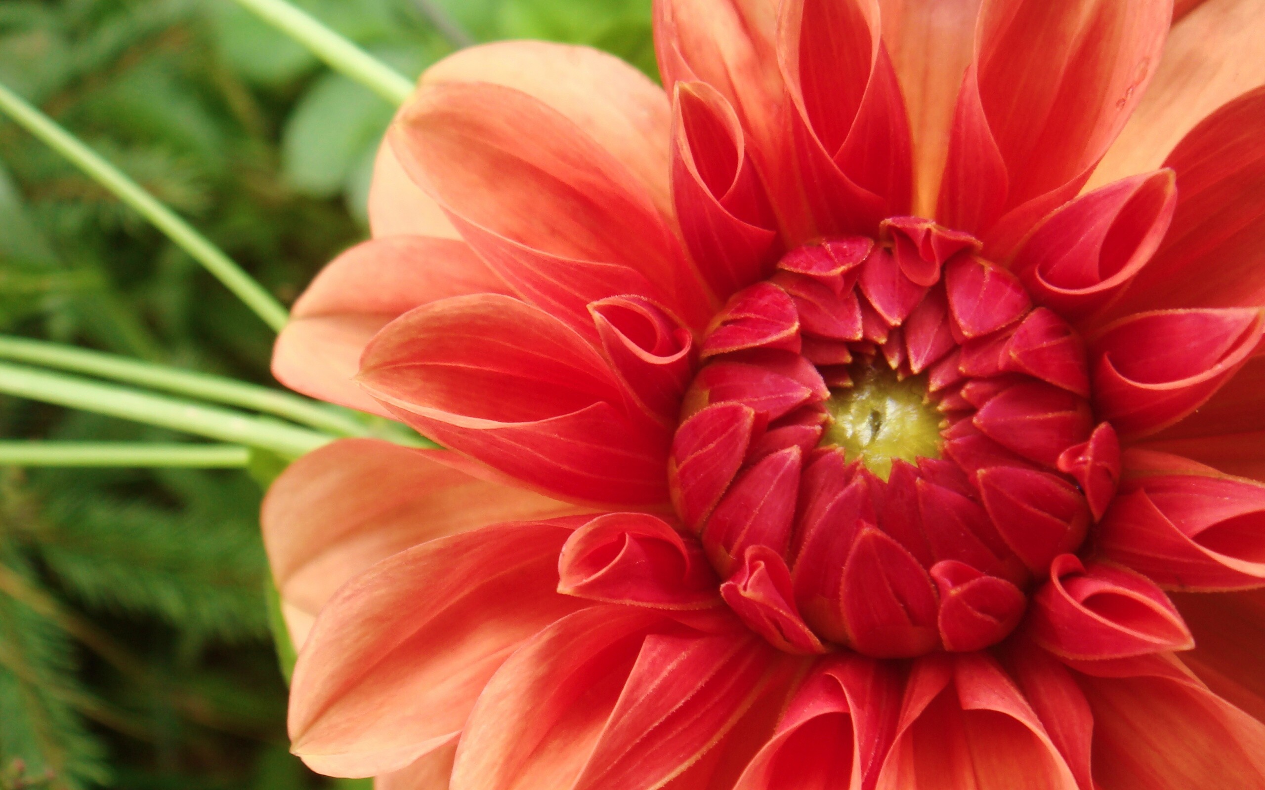 Аленький цветочек обои