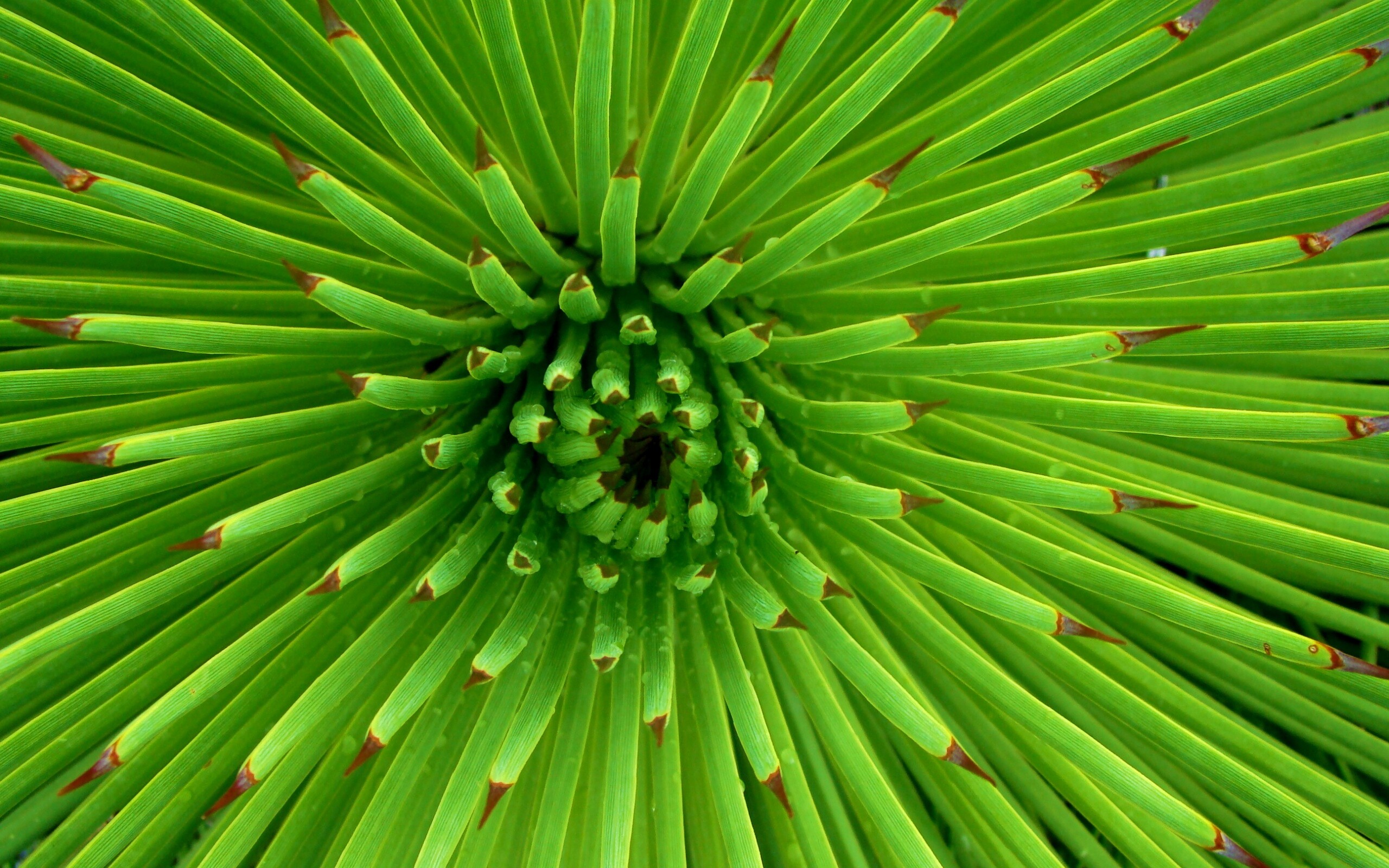 Хищный цветок обои