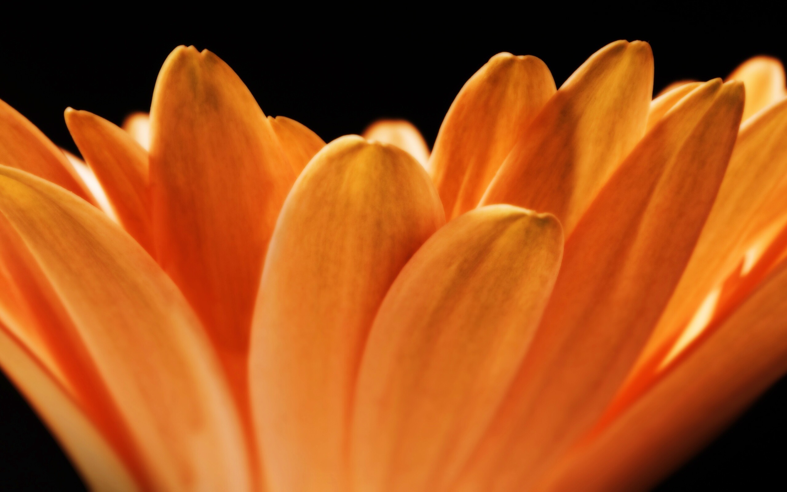 Цветочные лепестки обои