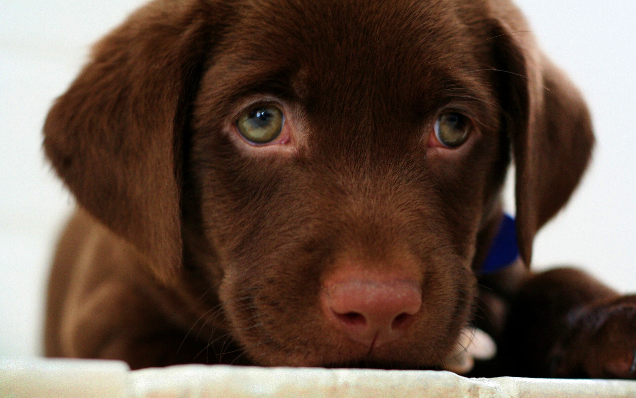 Пушистый шоколадка обои