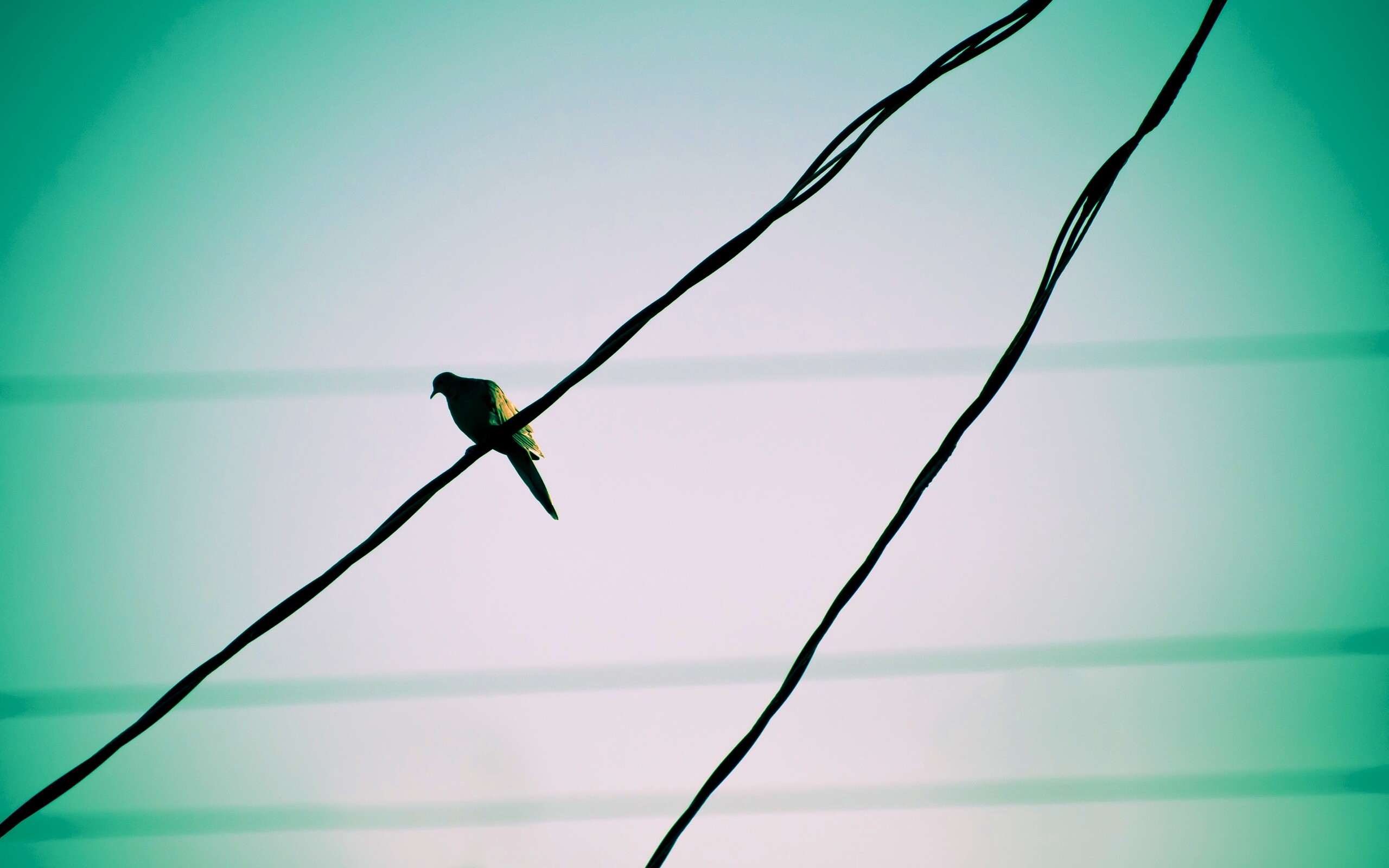 Птица на проводе обои