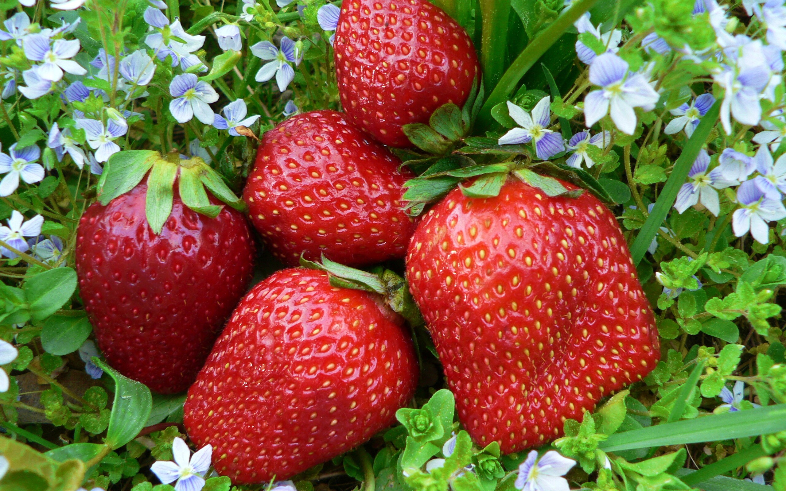 Клубника обои