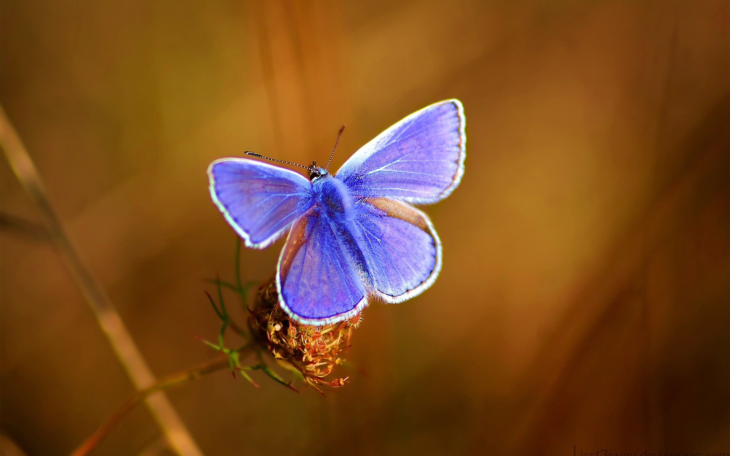 Бабочка с фиолетовыми крыльями обои