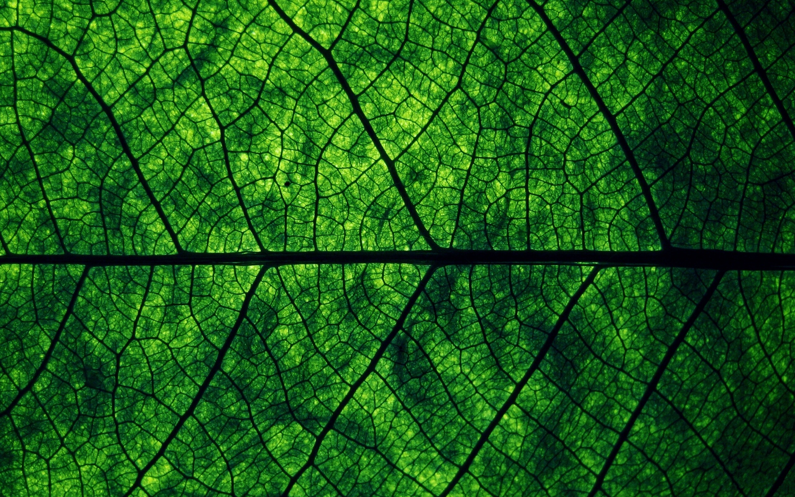 Свечение зеленого листа в макро обои