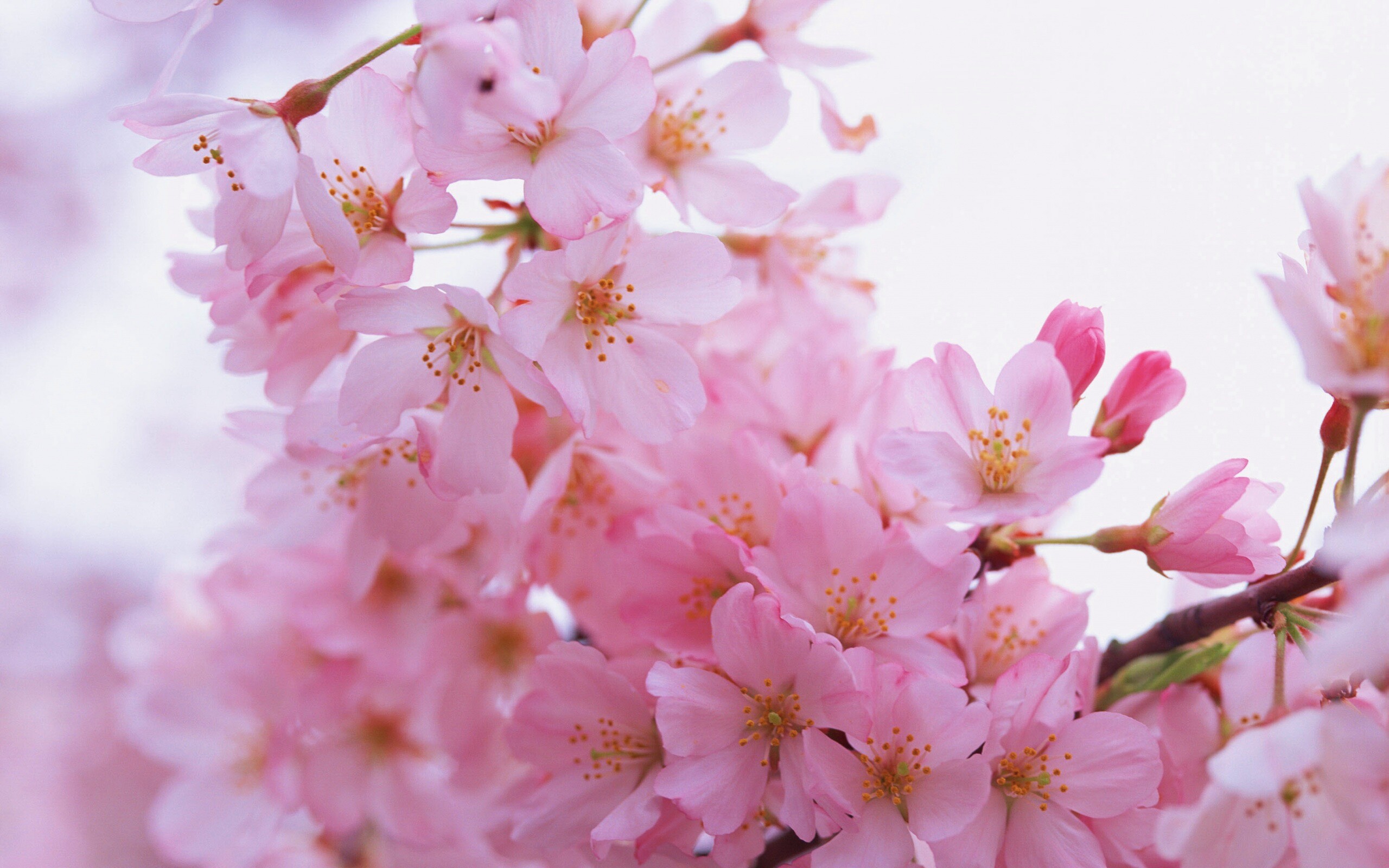 Цветение вишни обои