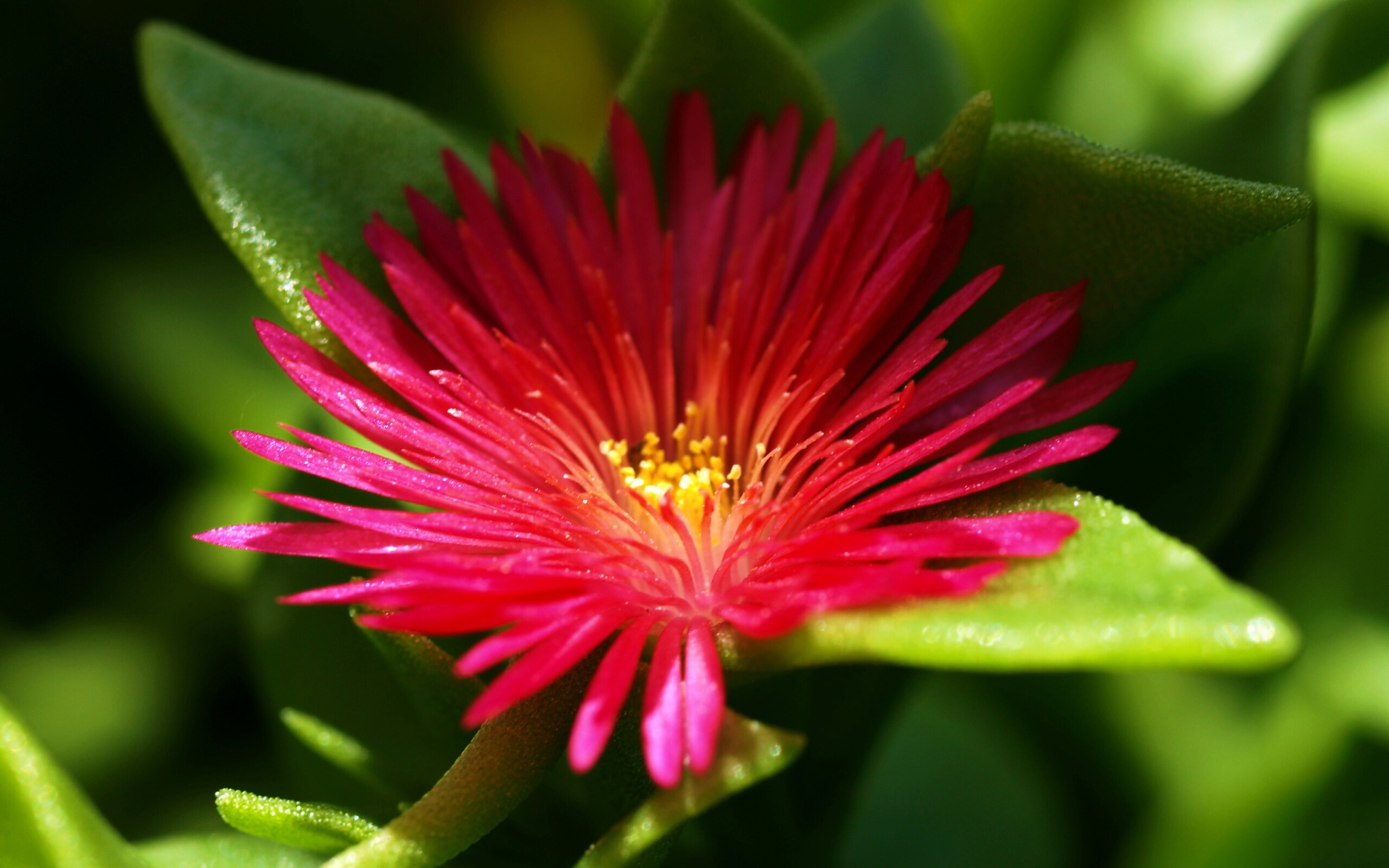 Чудесный цветок обои