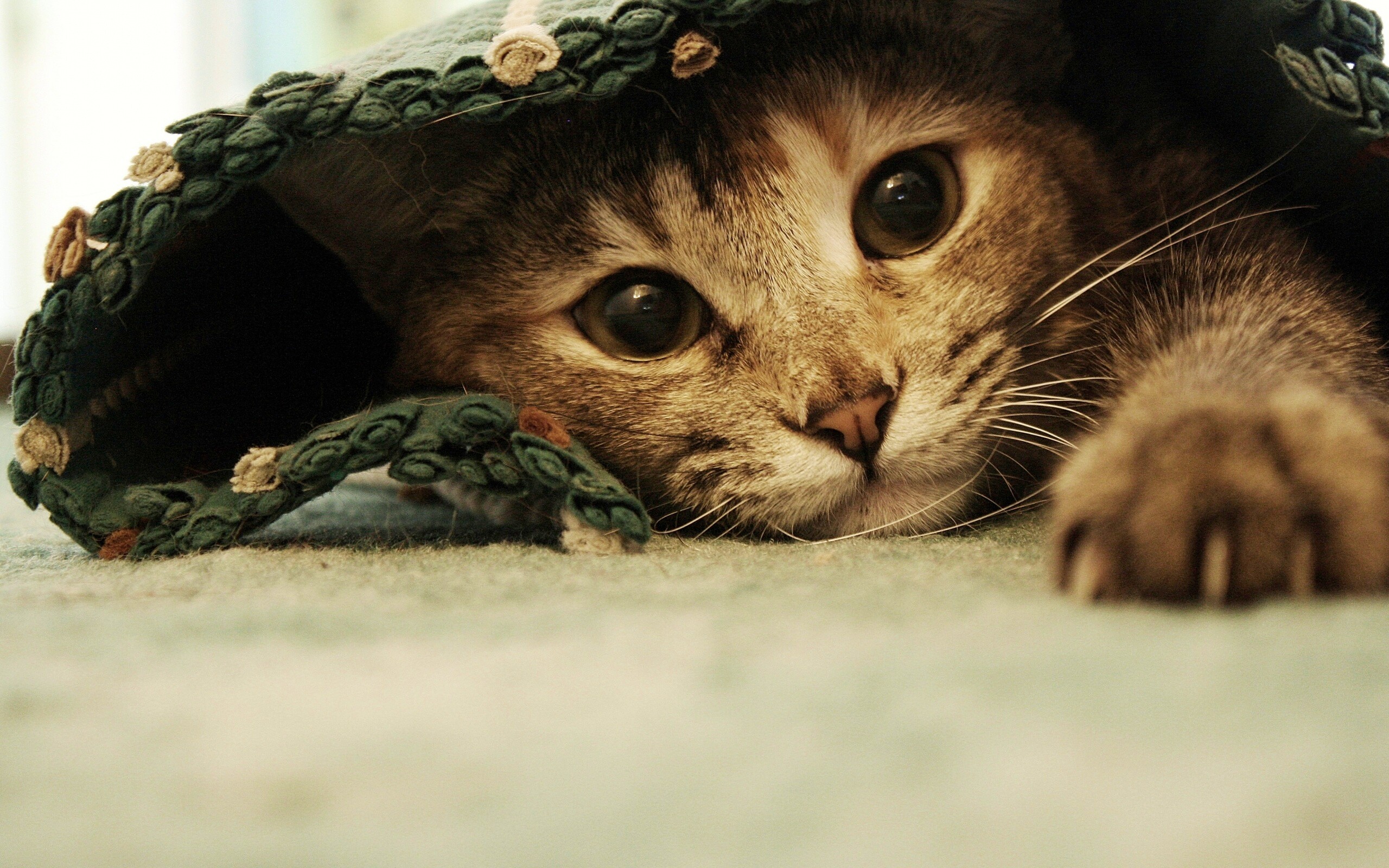 Кот под ковриком обои