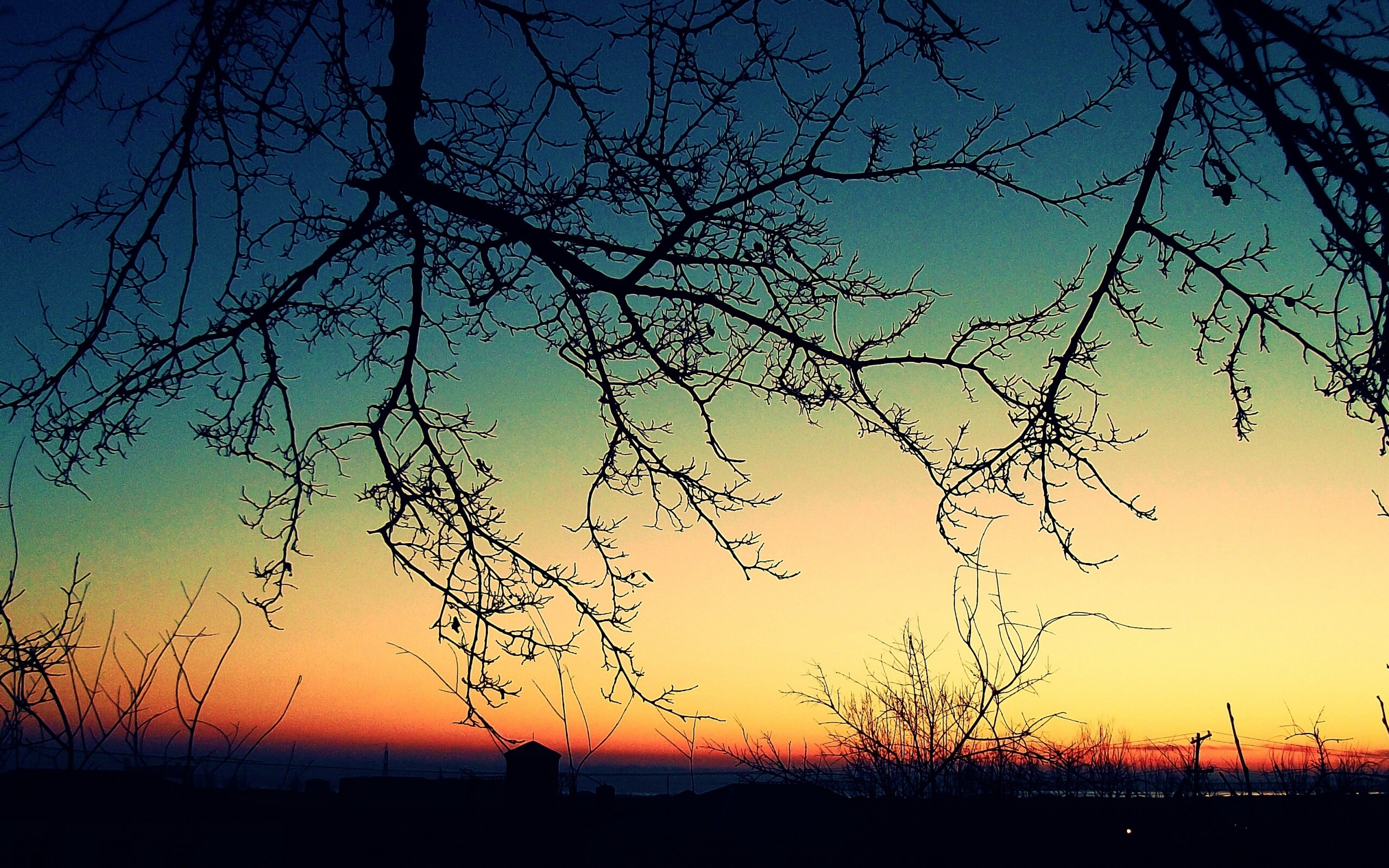 Закат сквозь ветки деревьев обои