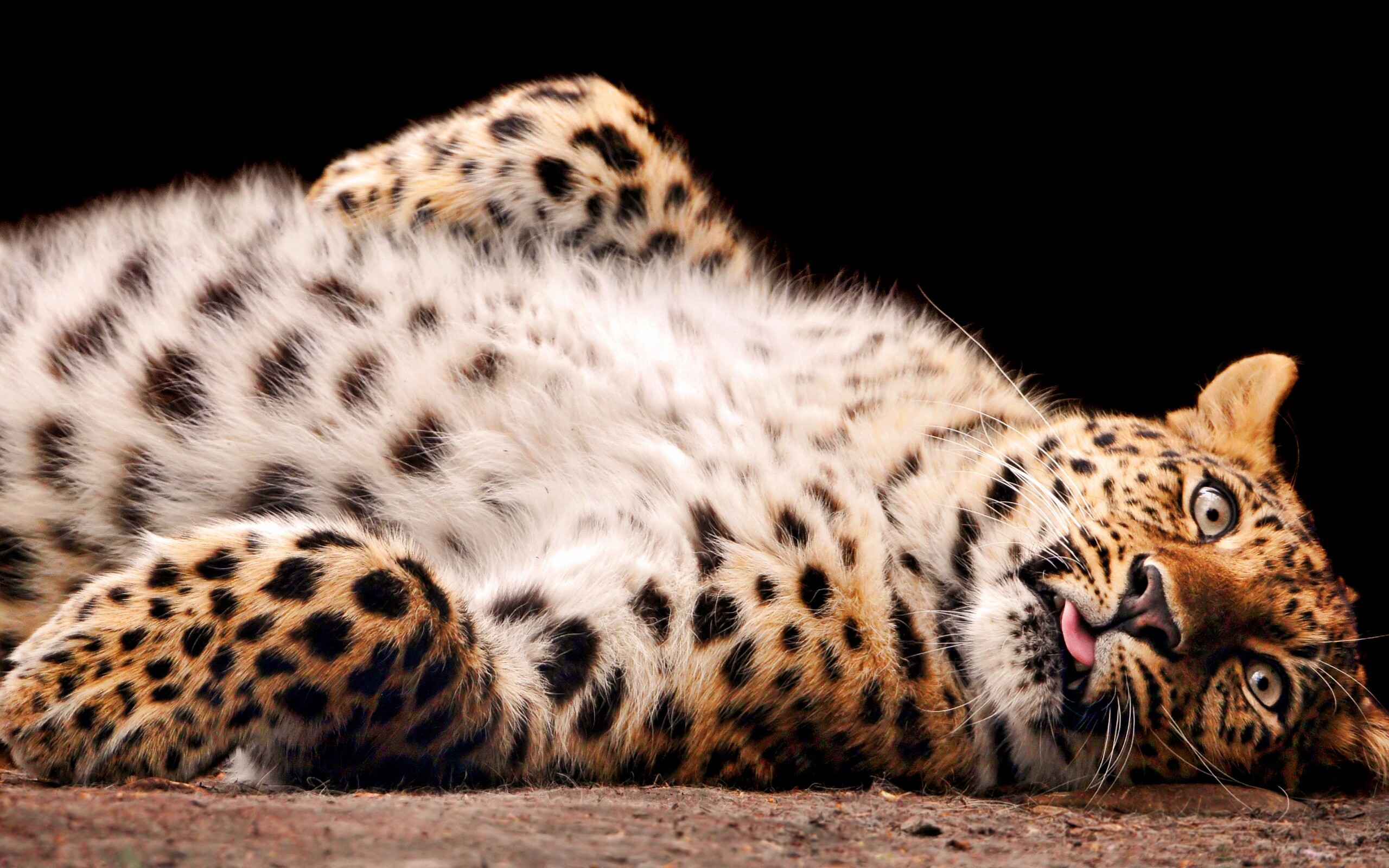 Большая пятнистая кошечка обои