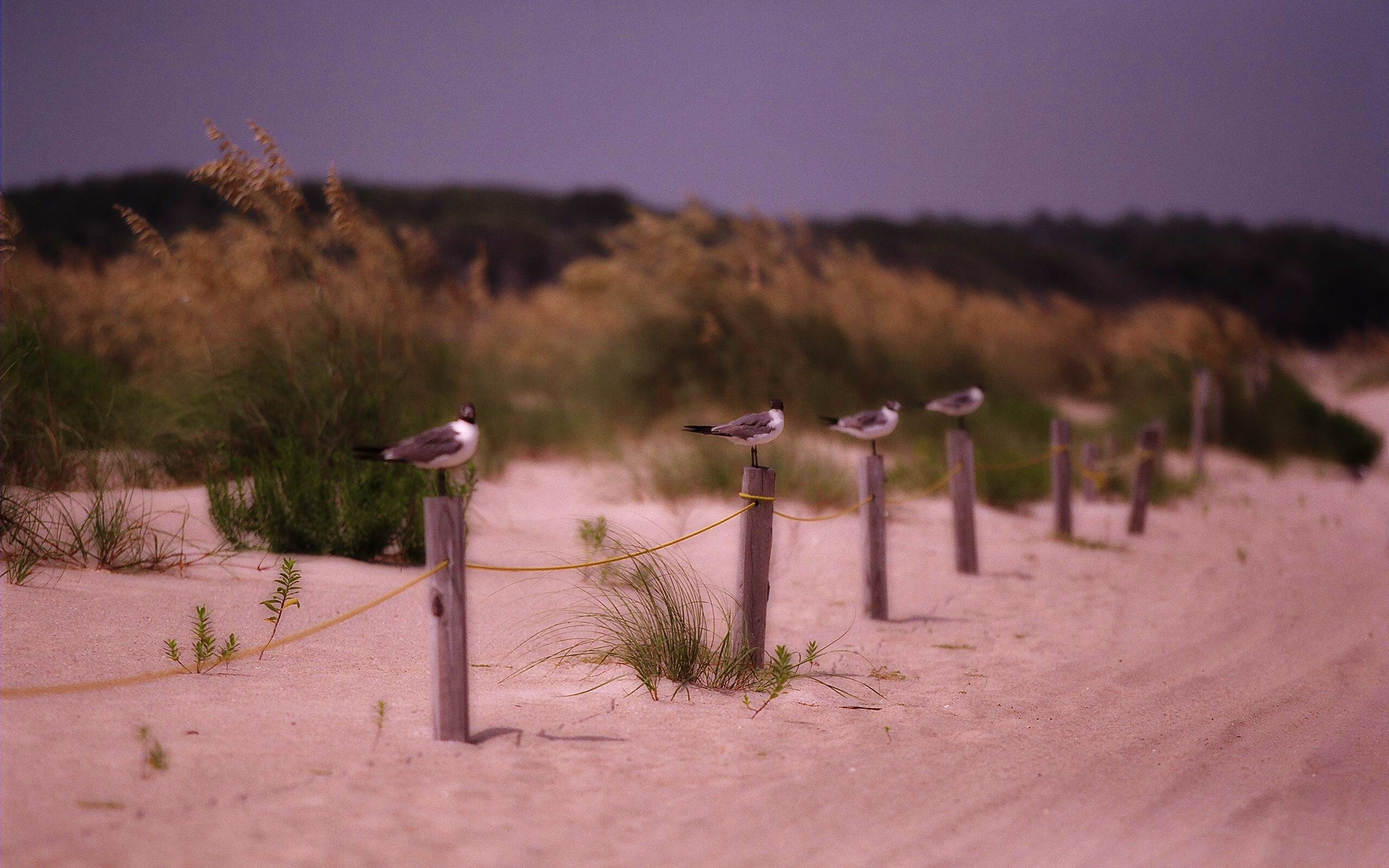 Птички на столбиках обои