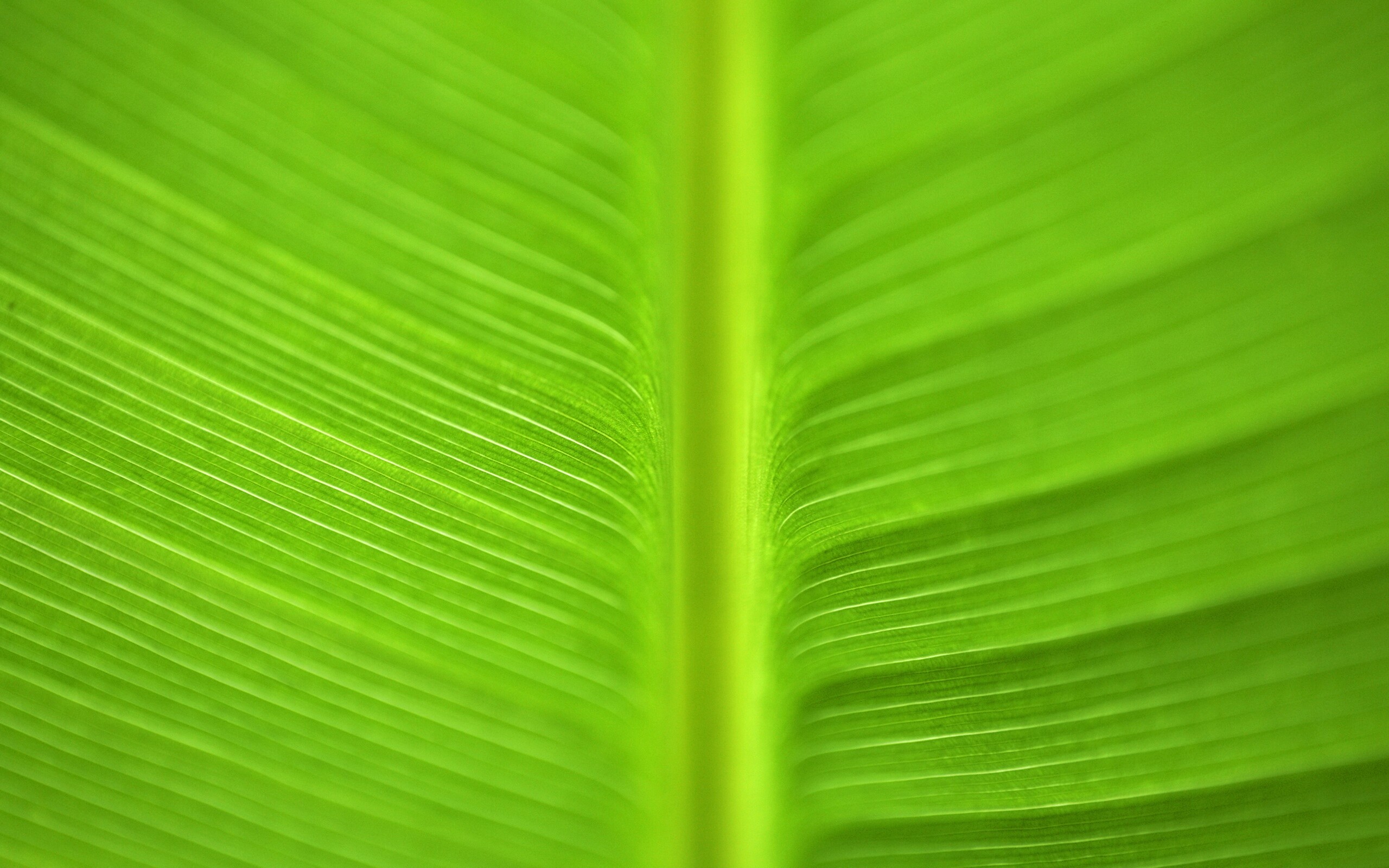 Макро фото листа обои