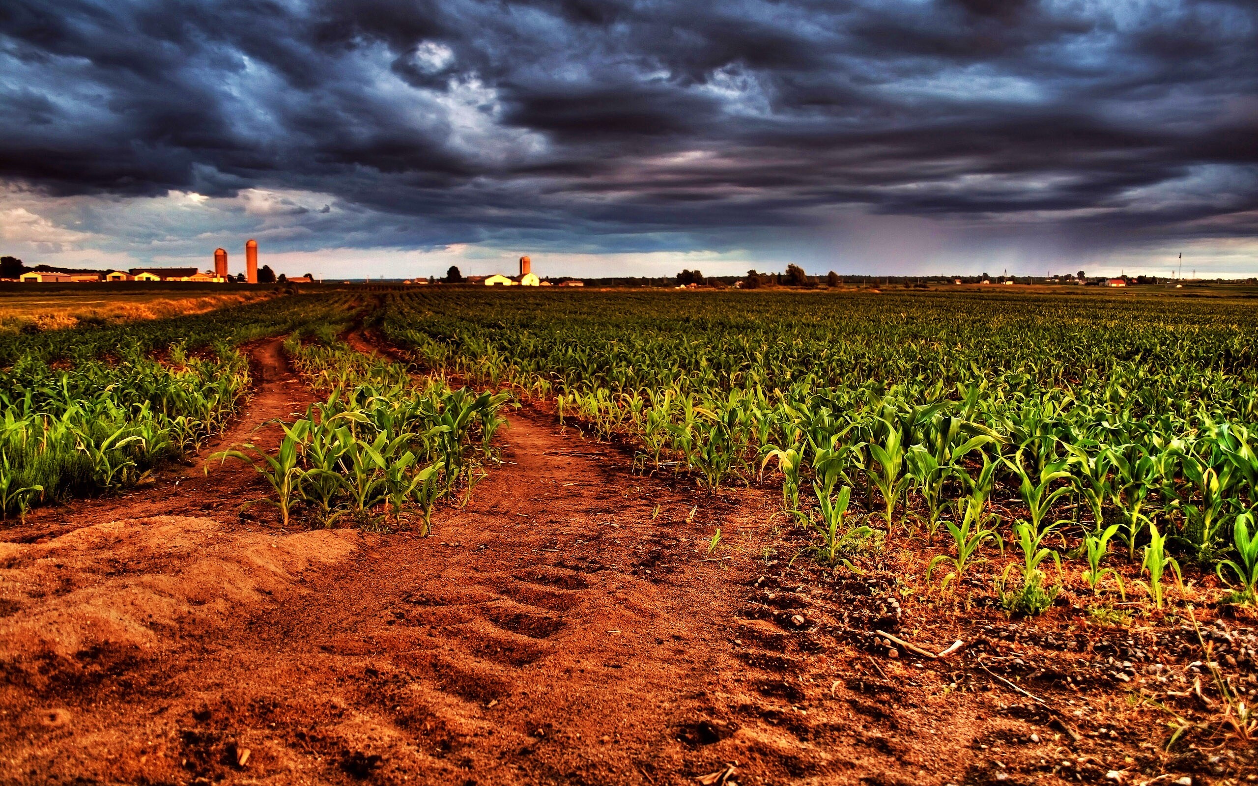 Кукурузное поле у фермы обои