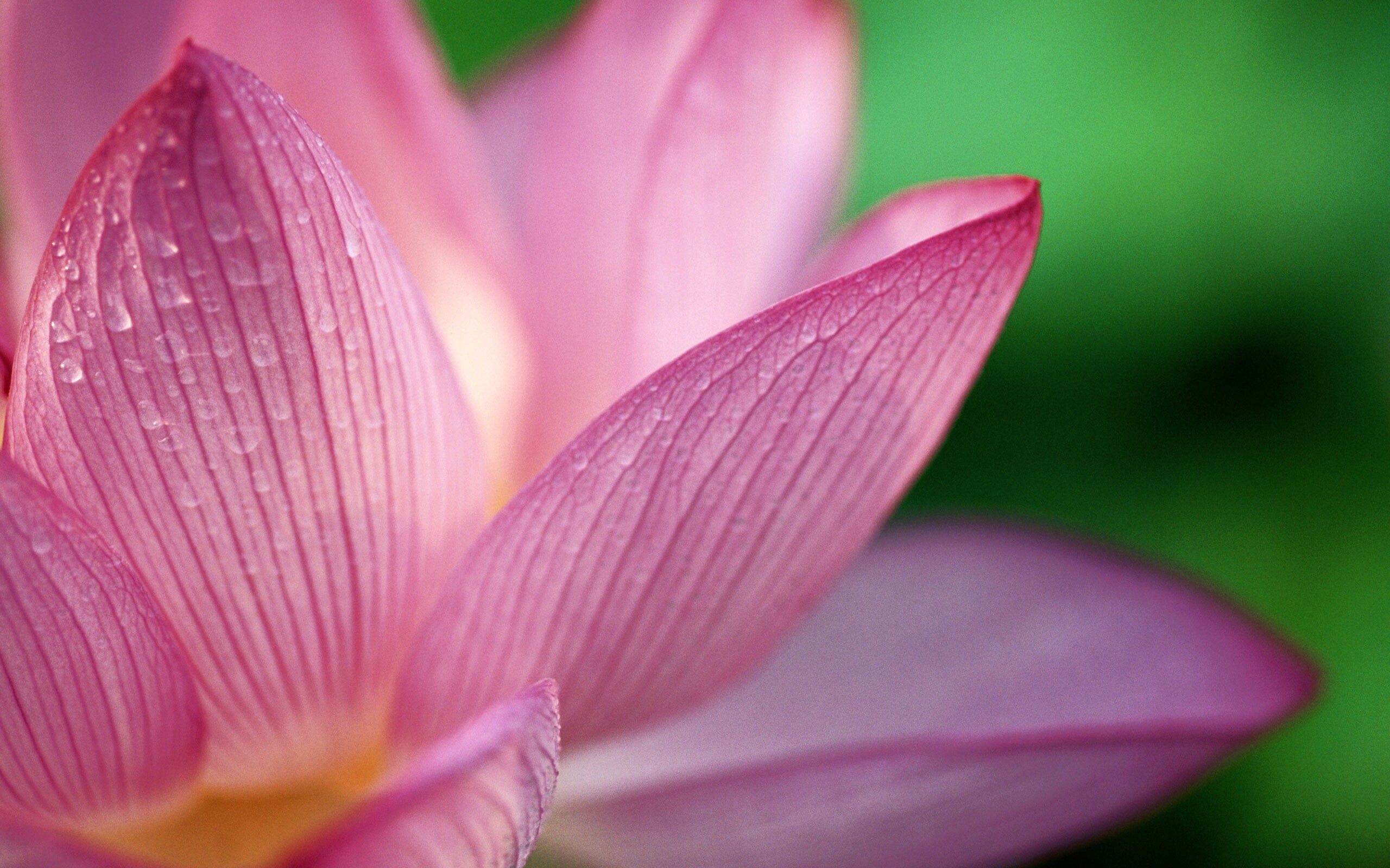 Лепестки цветов обои