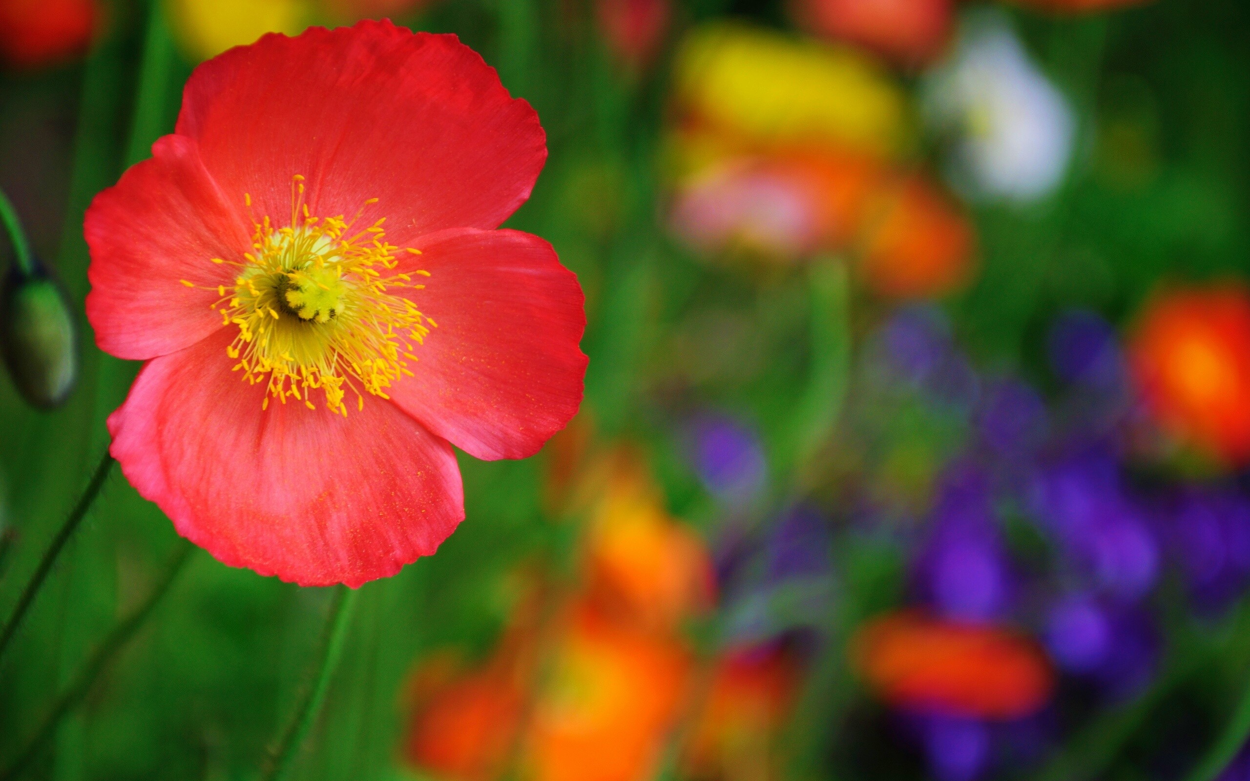 Красивый красный цветок обои