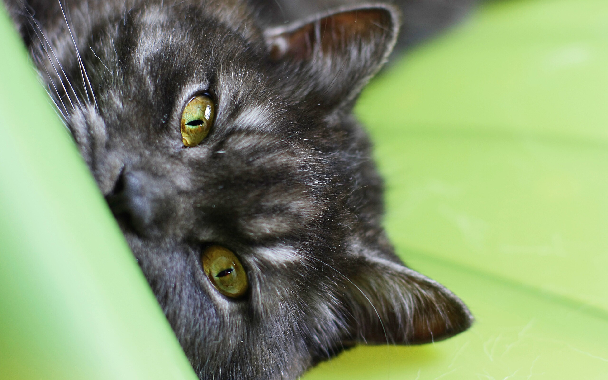 Глаза и уши обои