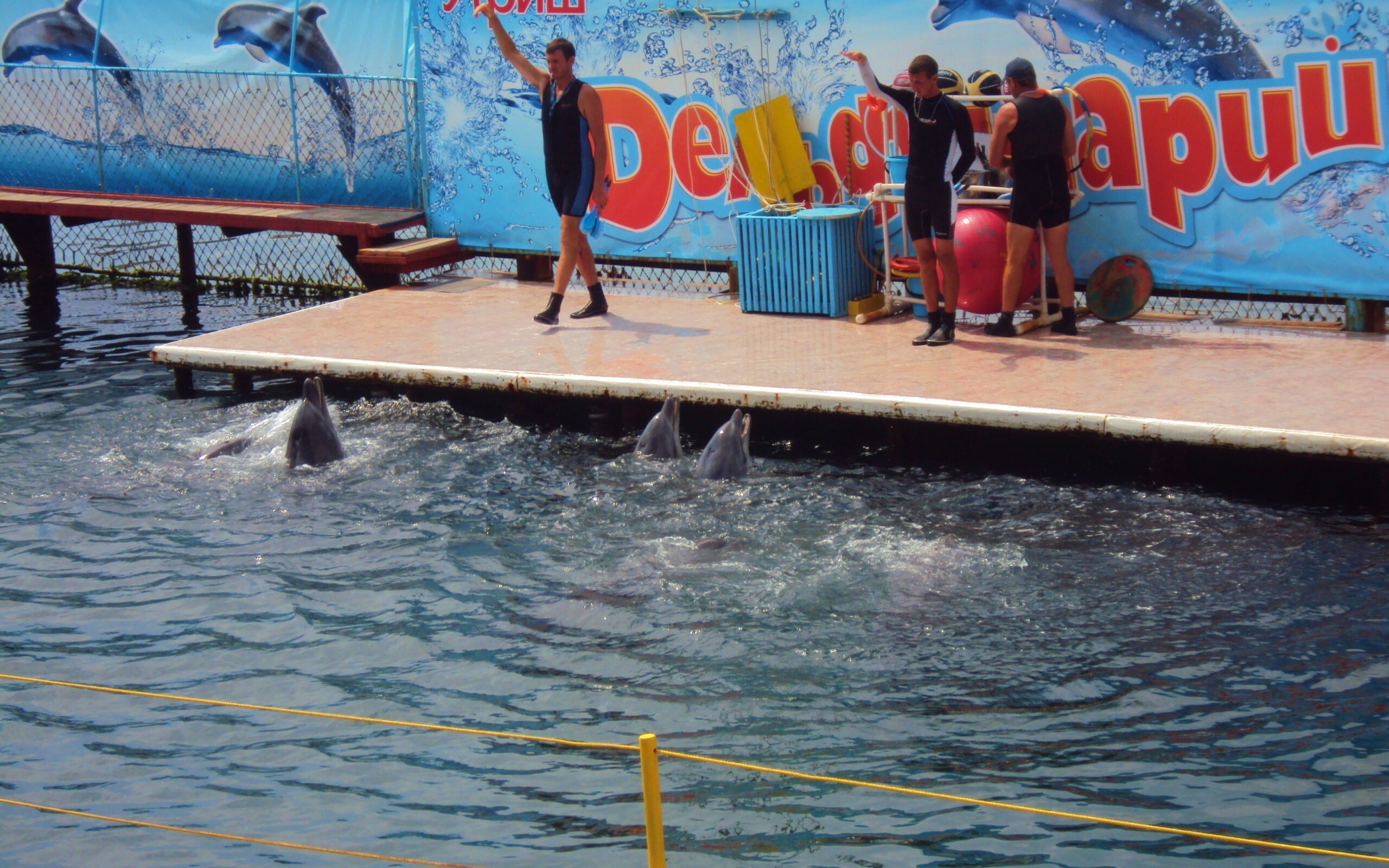 Утро в дельфинарии обои