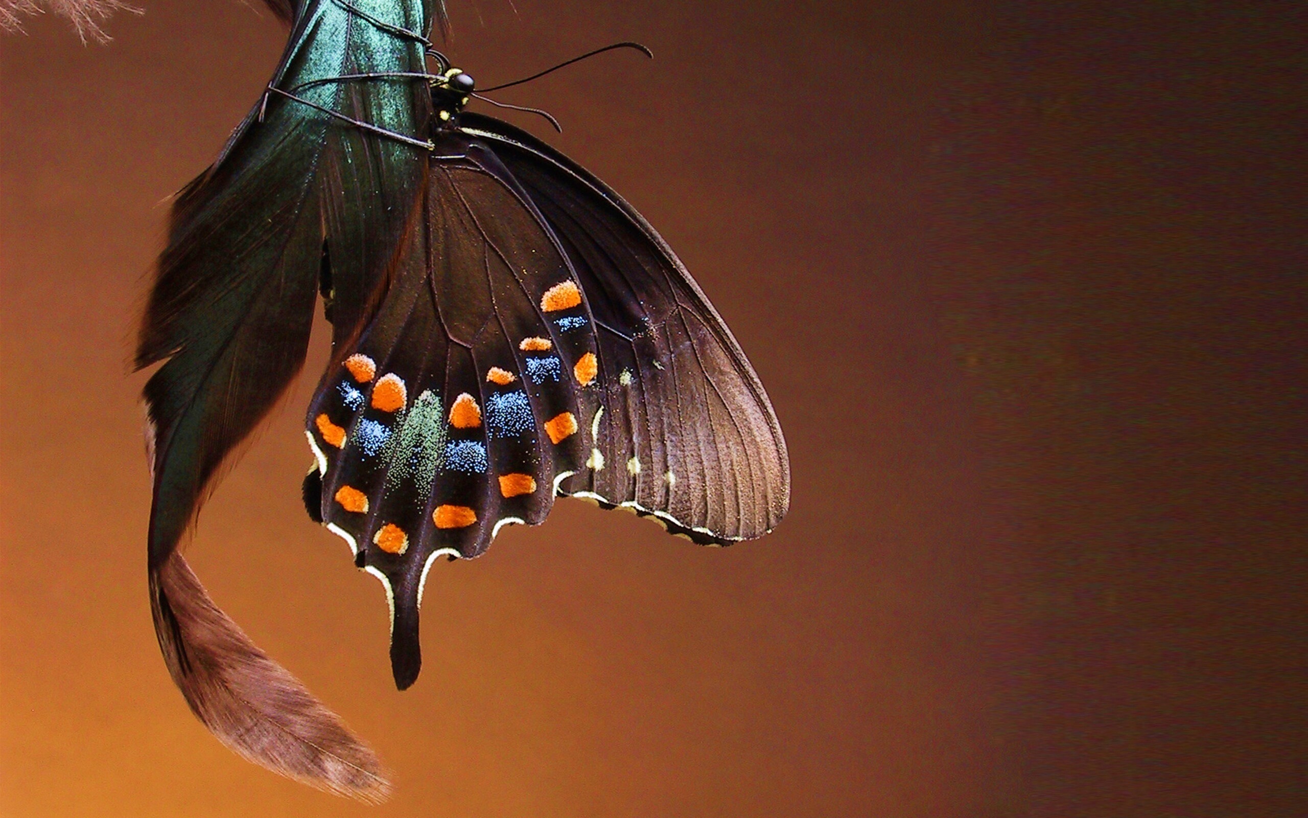 Красивая бабочка обои