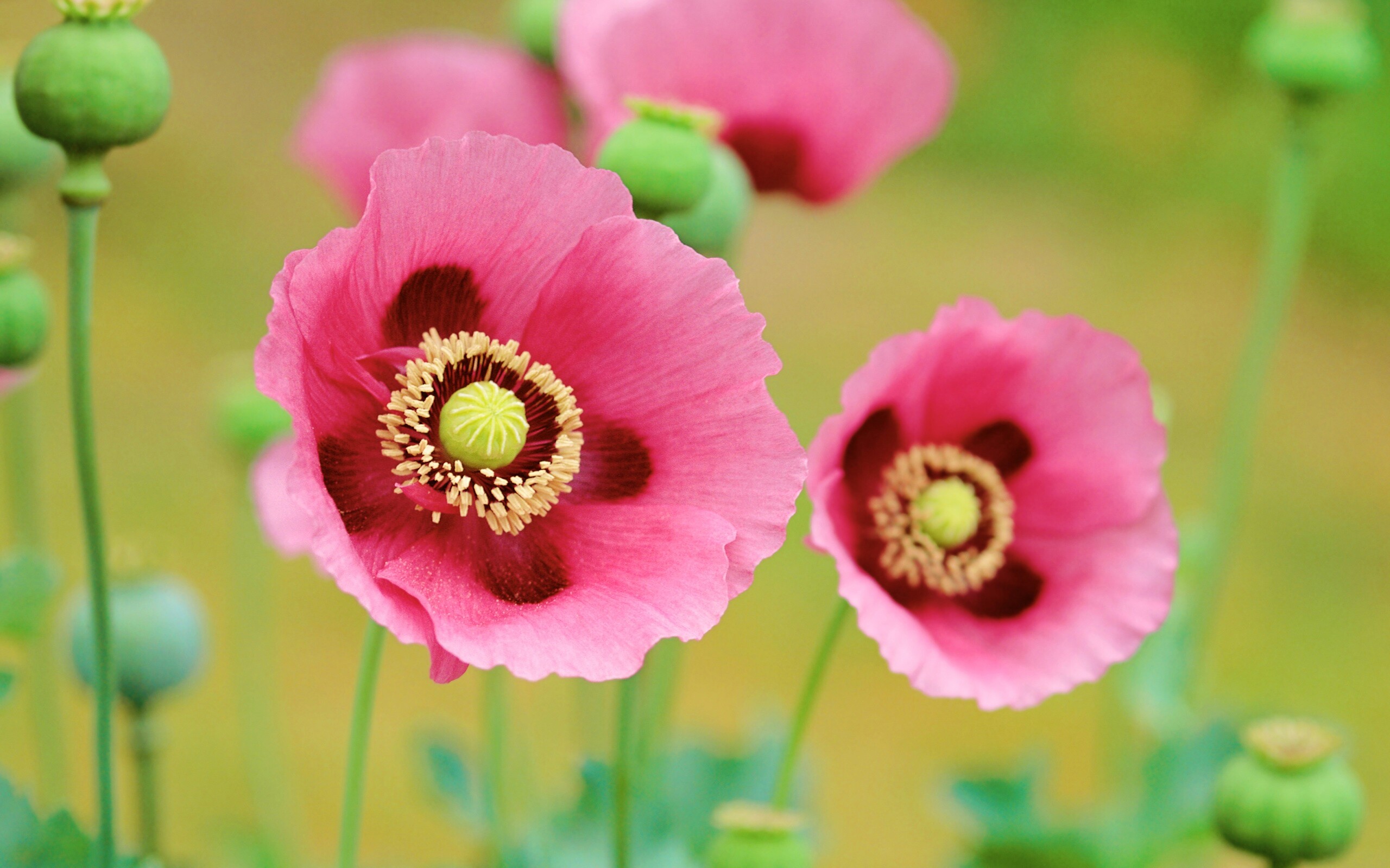 Розовые маки обои