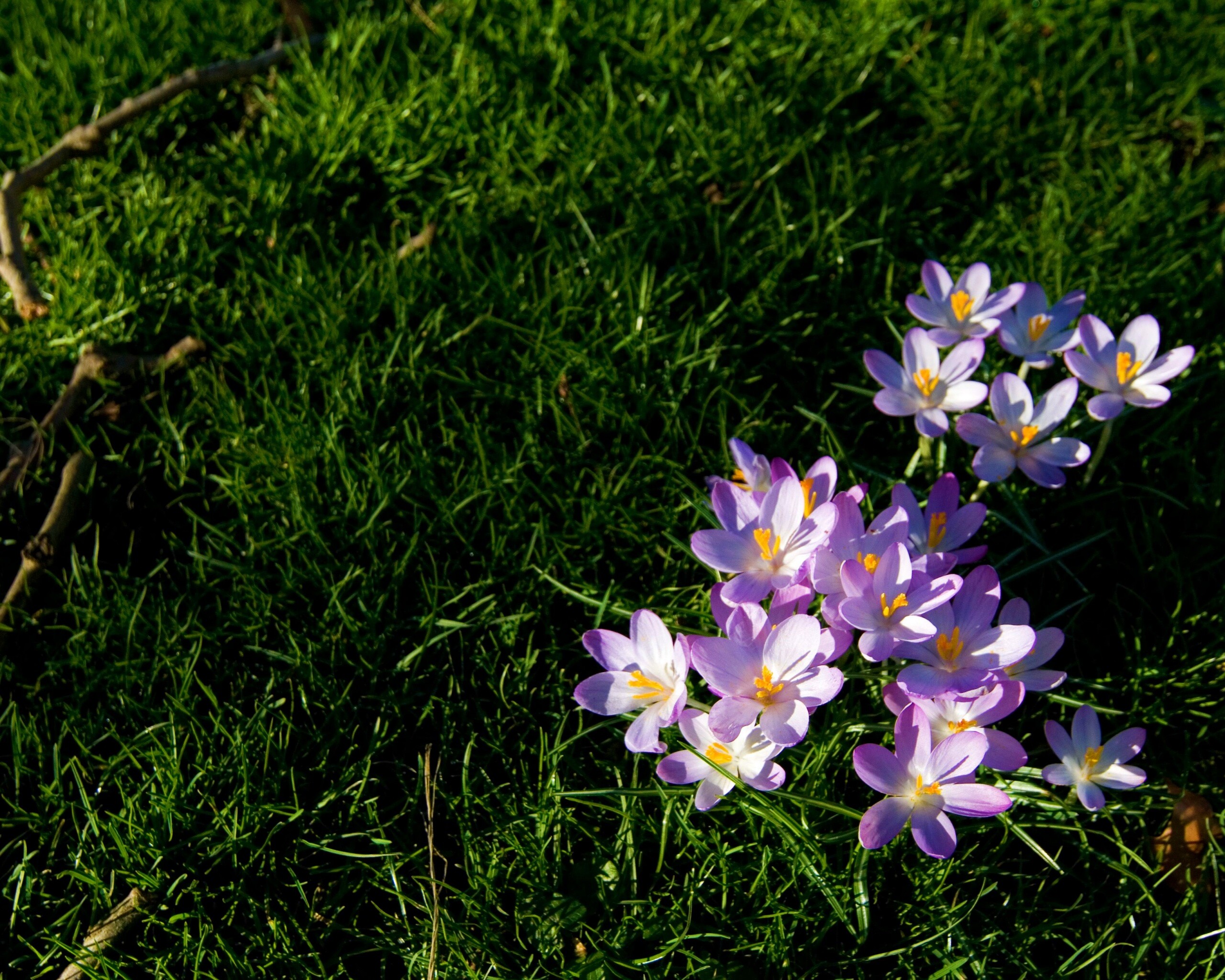 Фиалки на траве обои