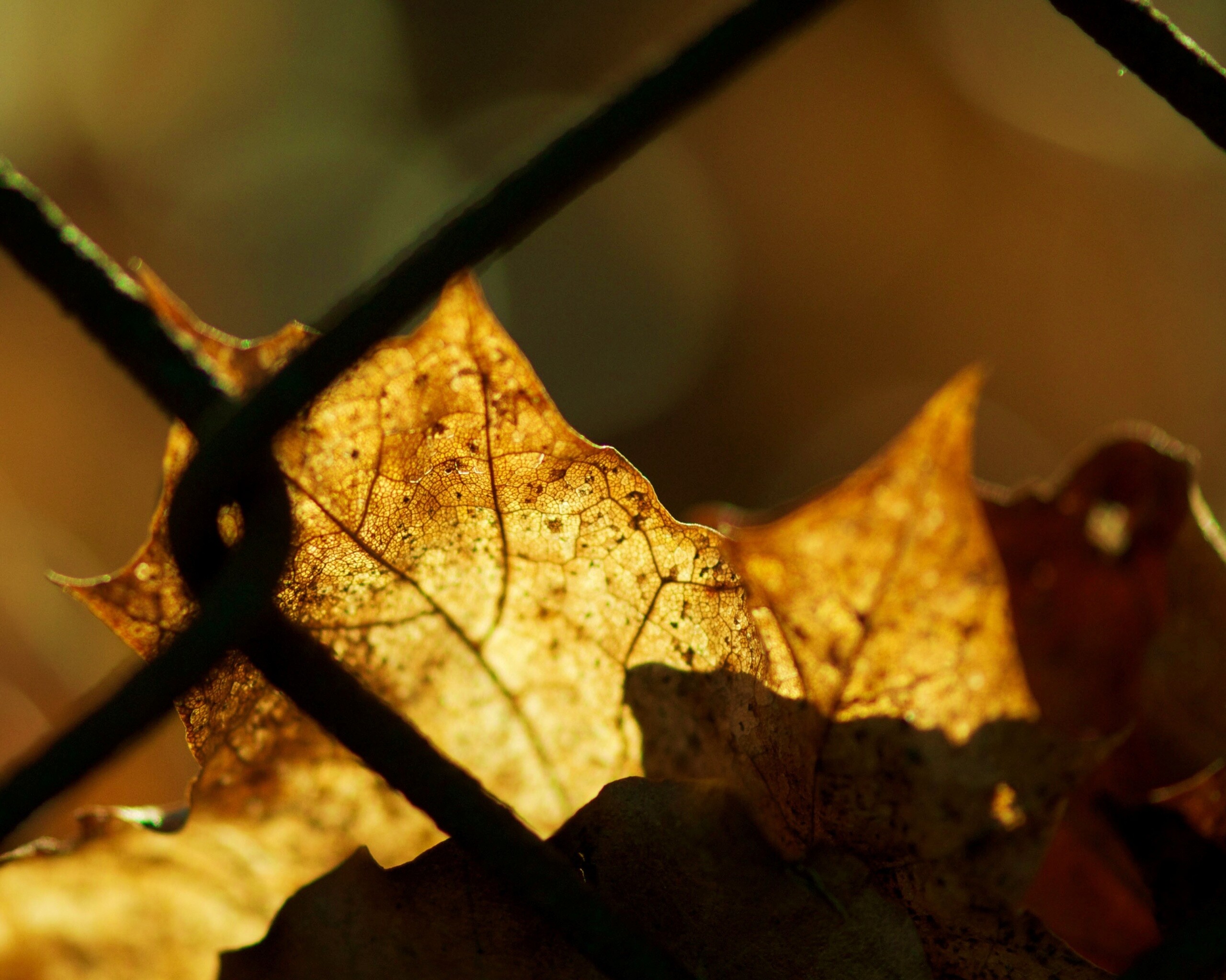 Осенний лист на забором обои