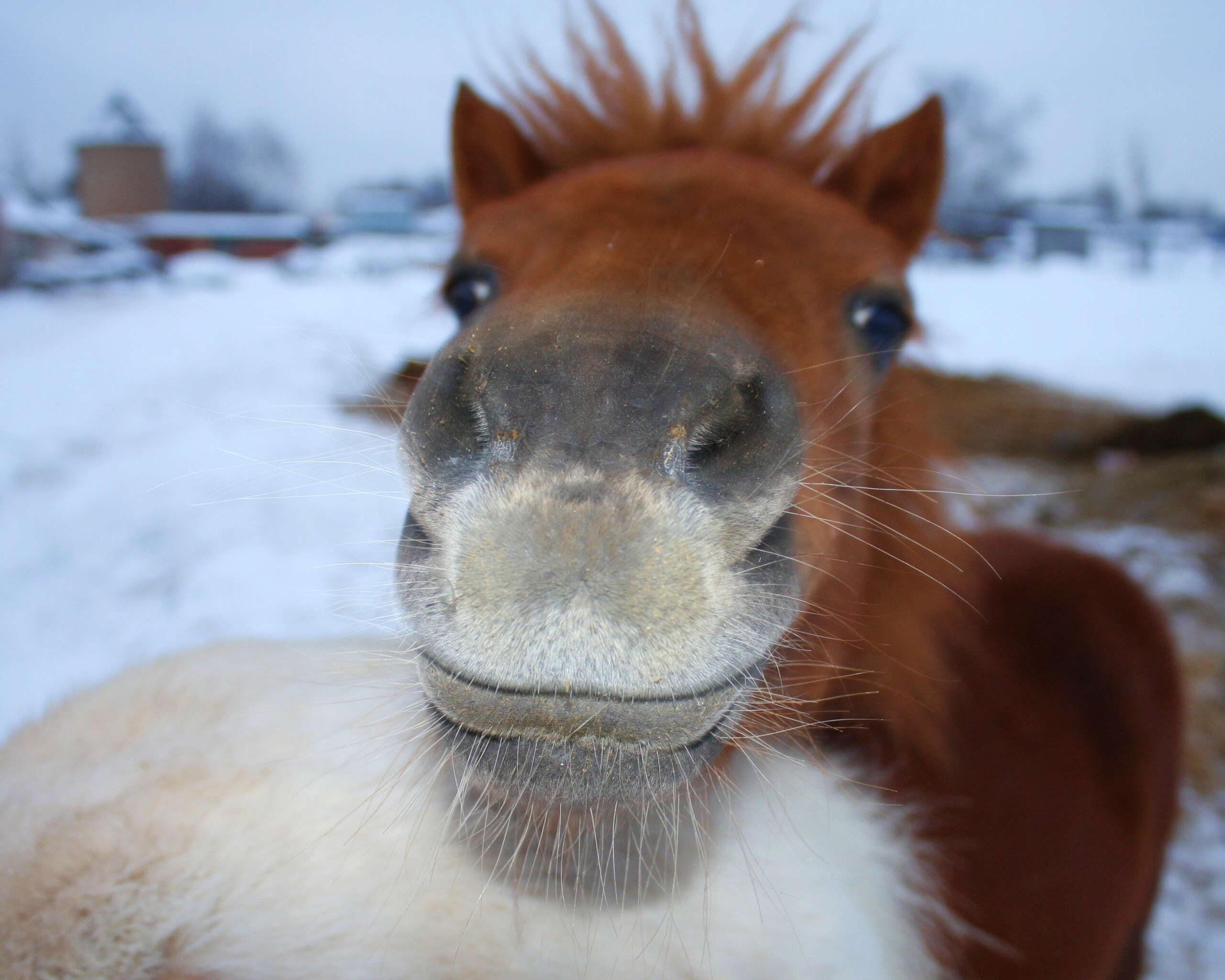 Морда пони обои