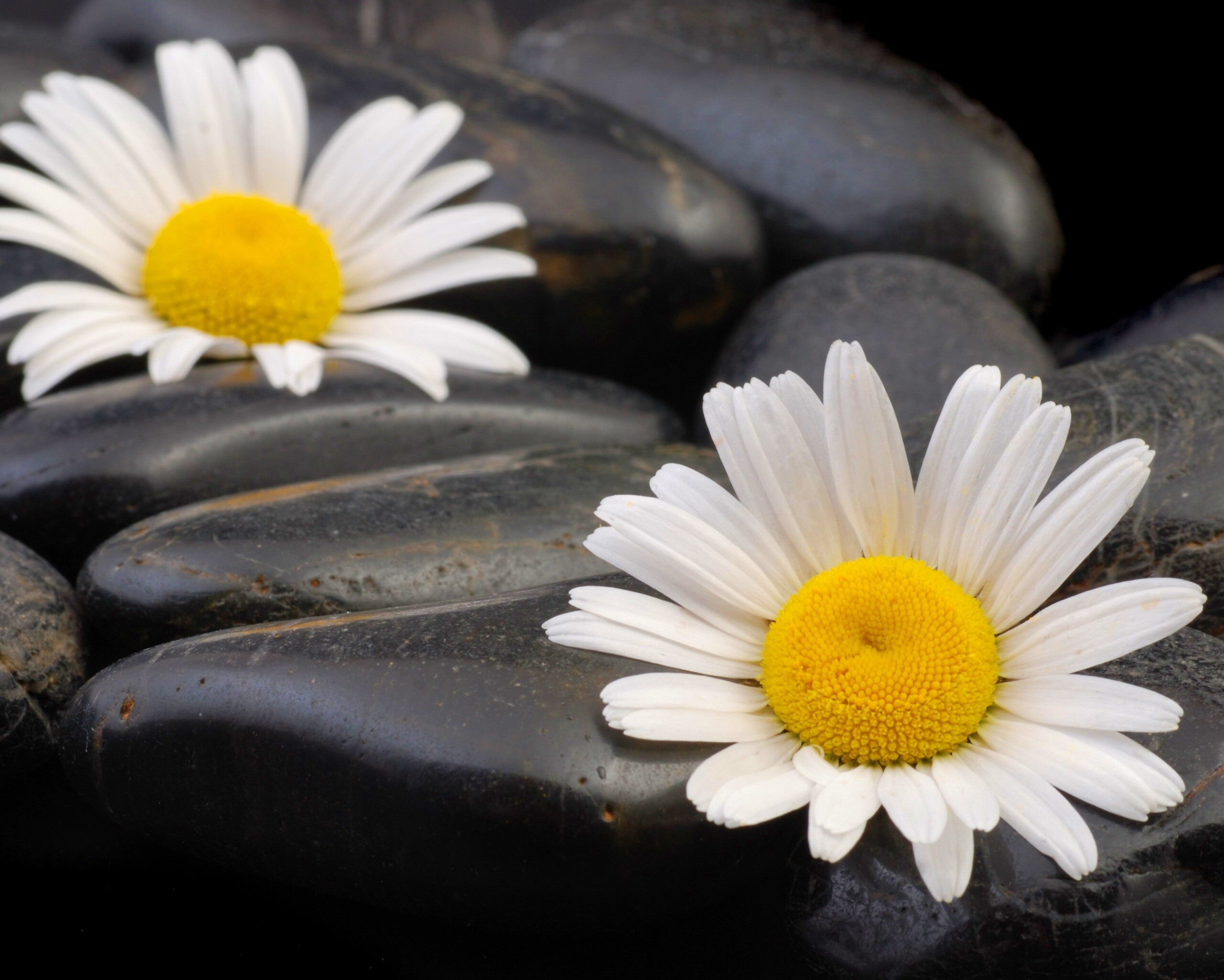 Ромашка среди гальки обои