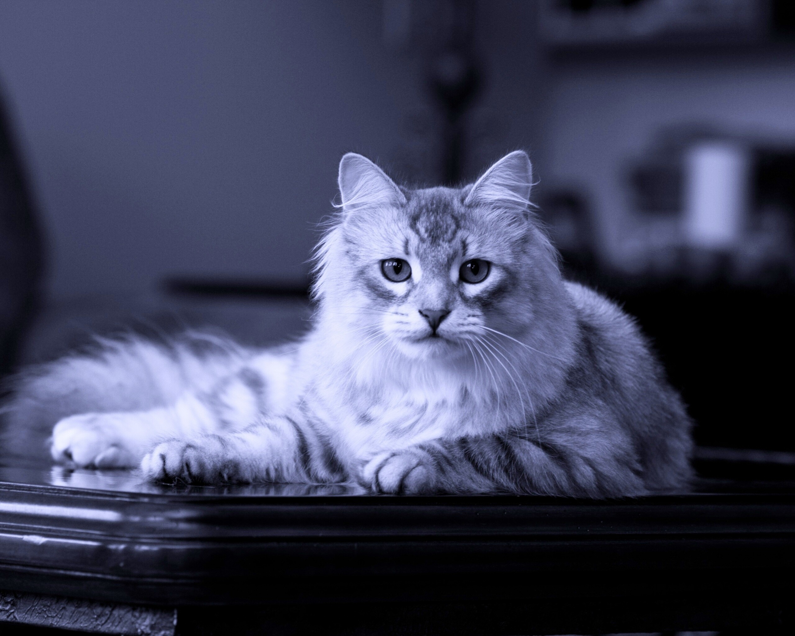 Кот благородных кровей обои