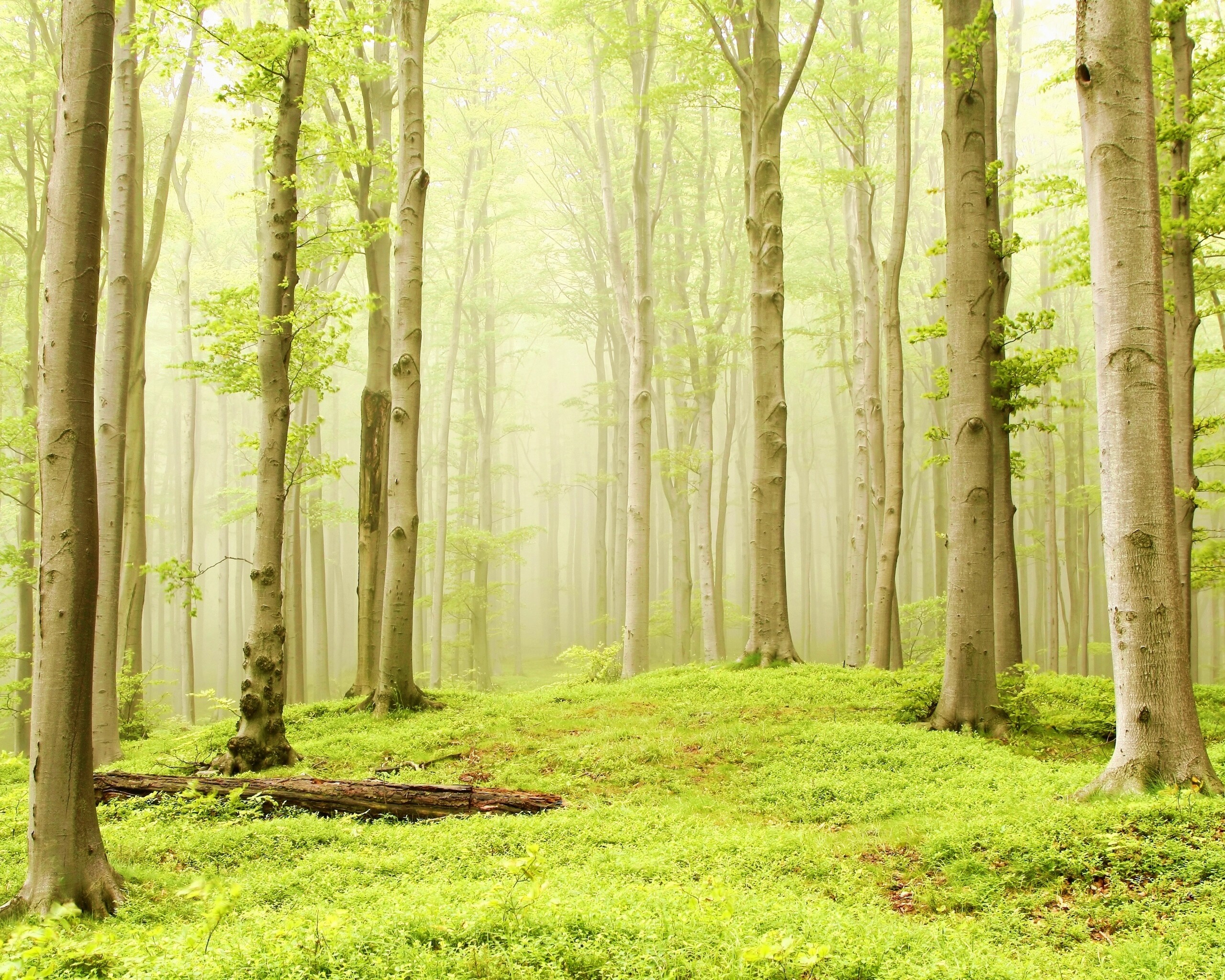 Опушка осинового леса обои