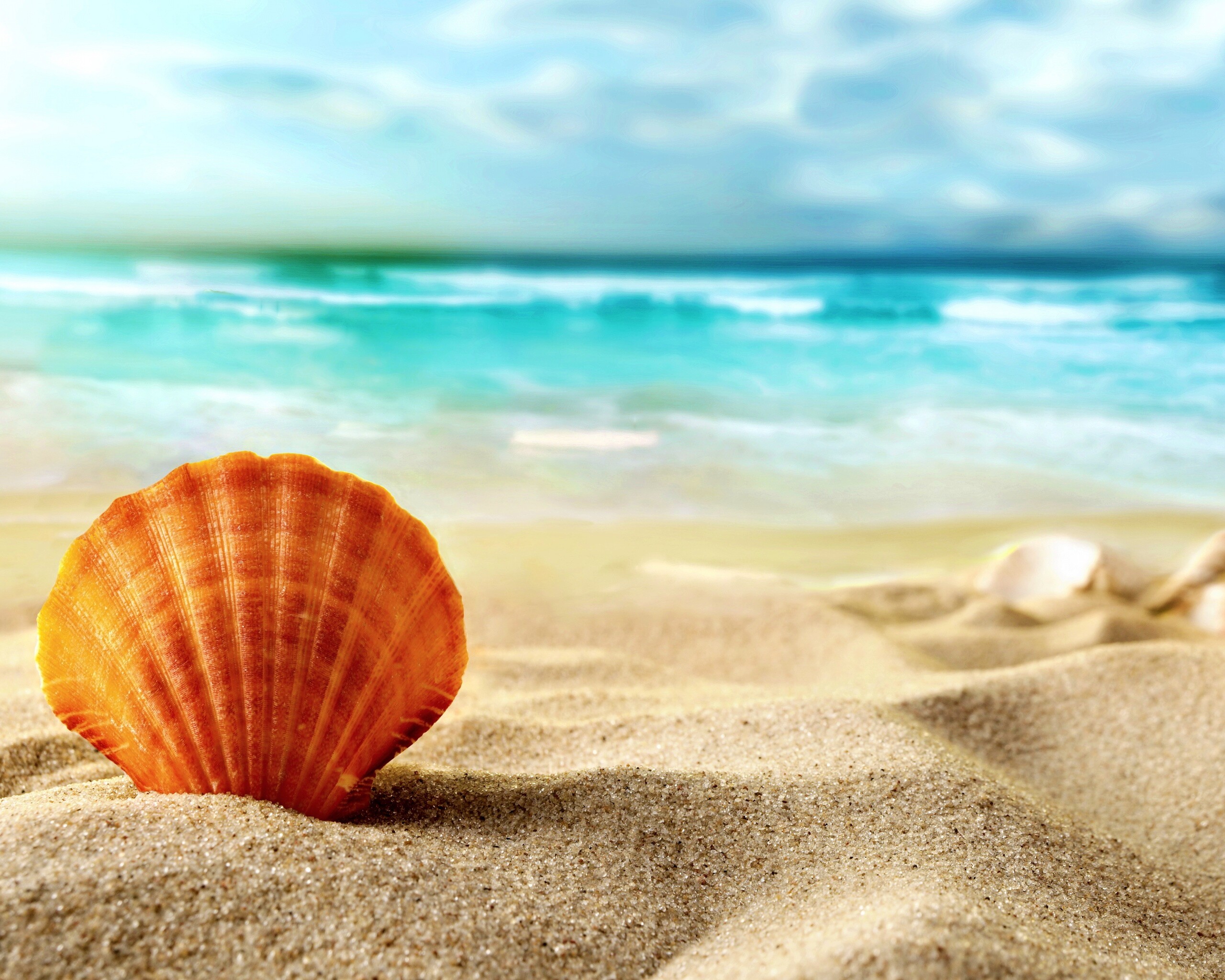 Раковина на летнем бережке обои