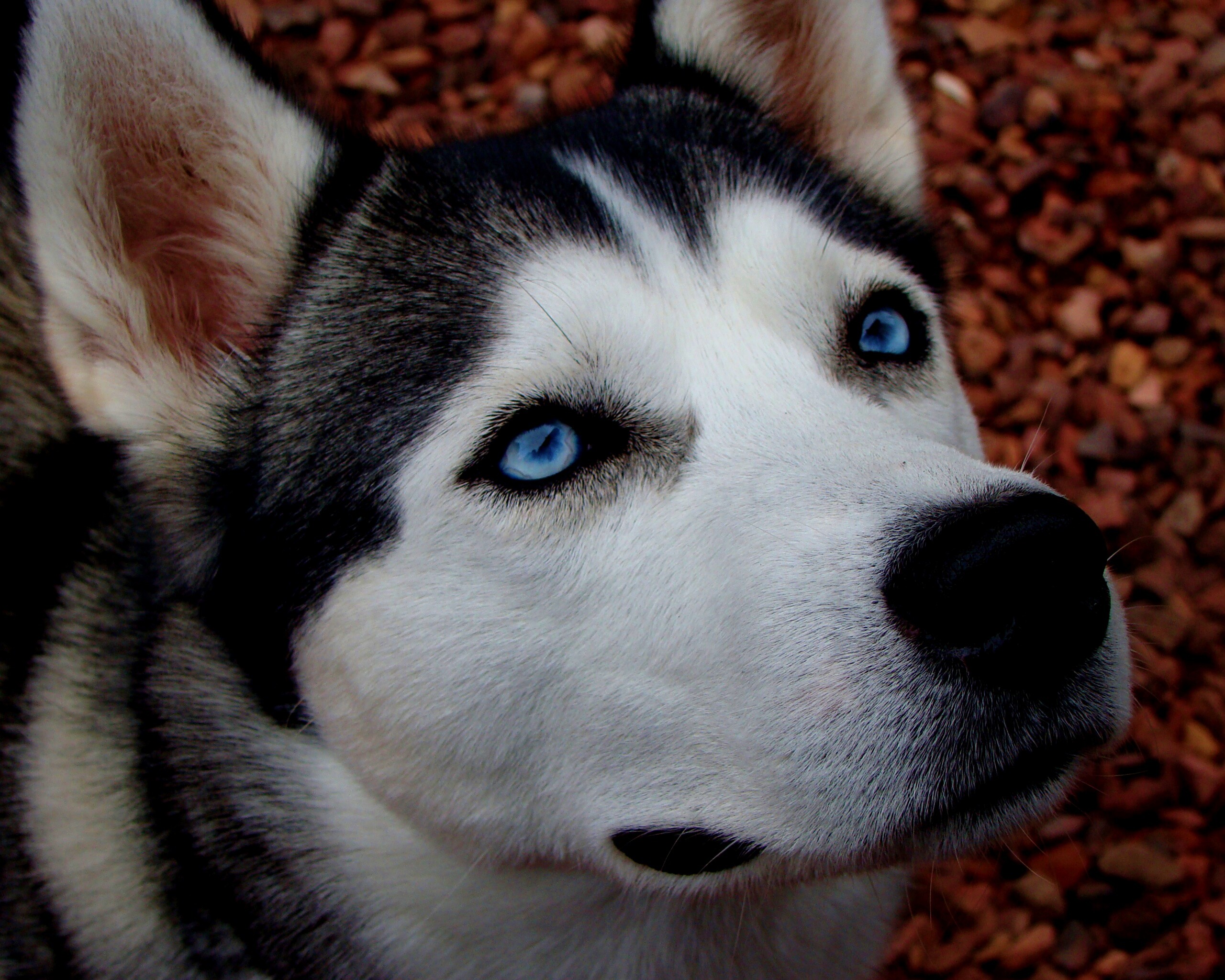 Собака хаски обои