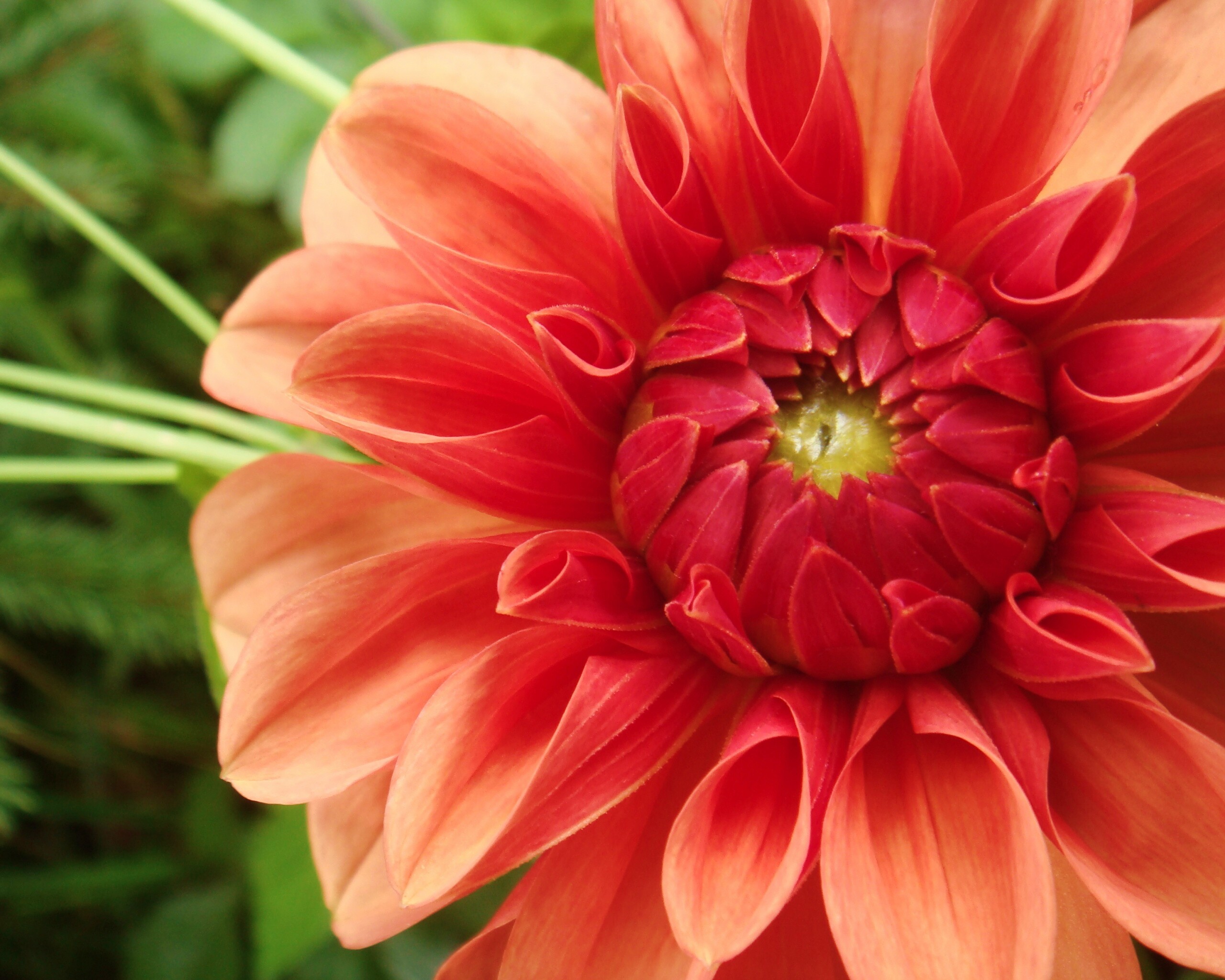 Аленький цветочек обои