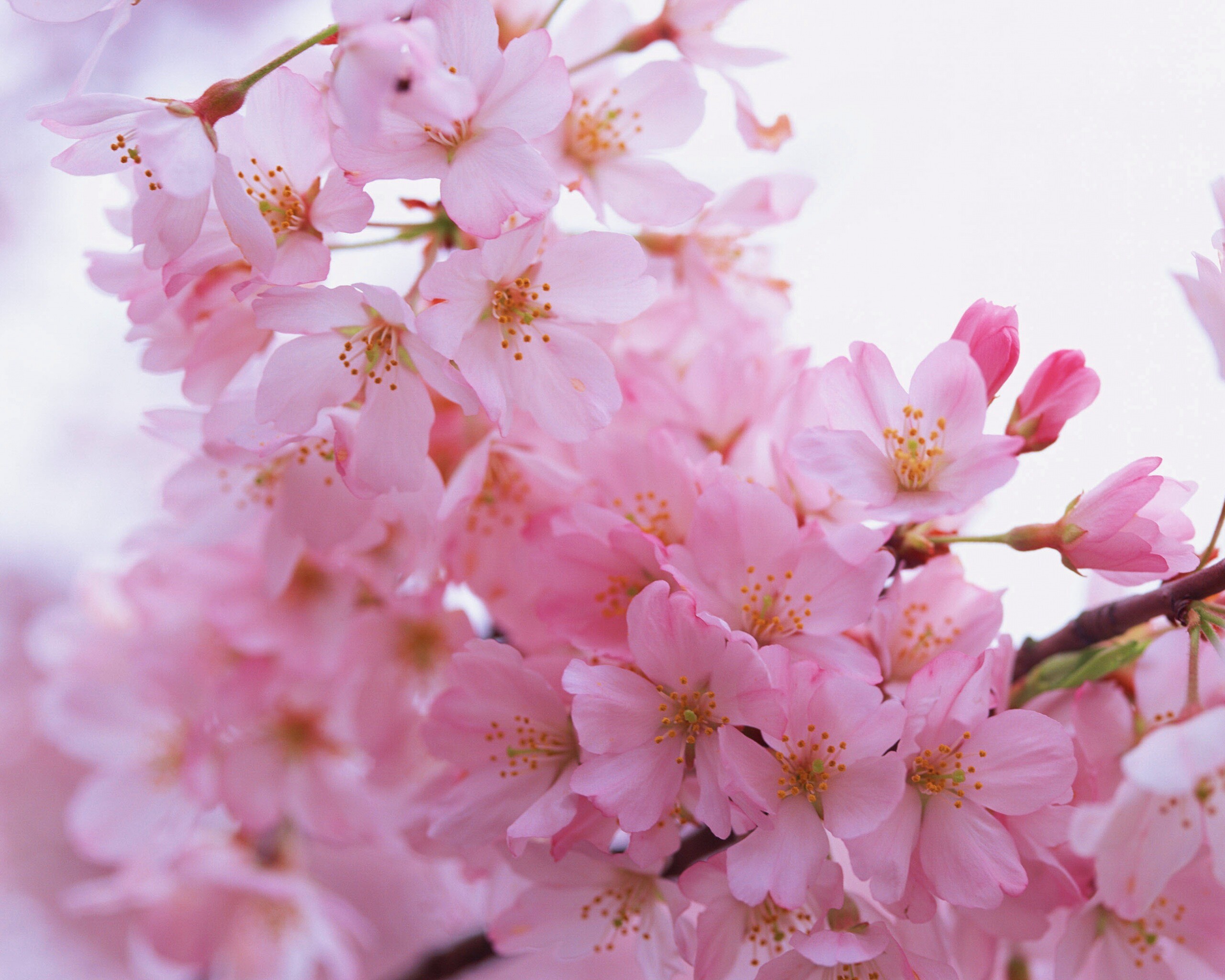 Цветение вишни обои