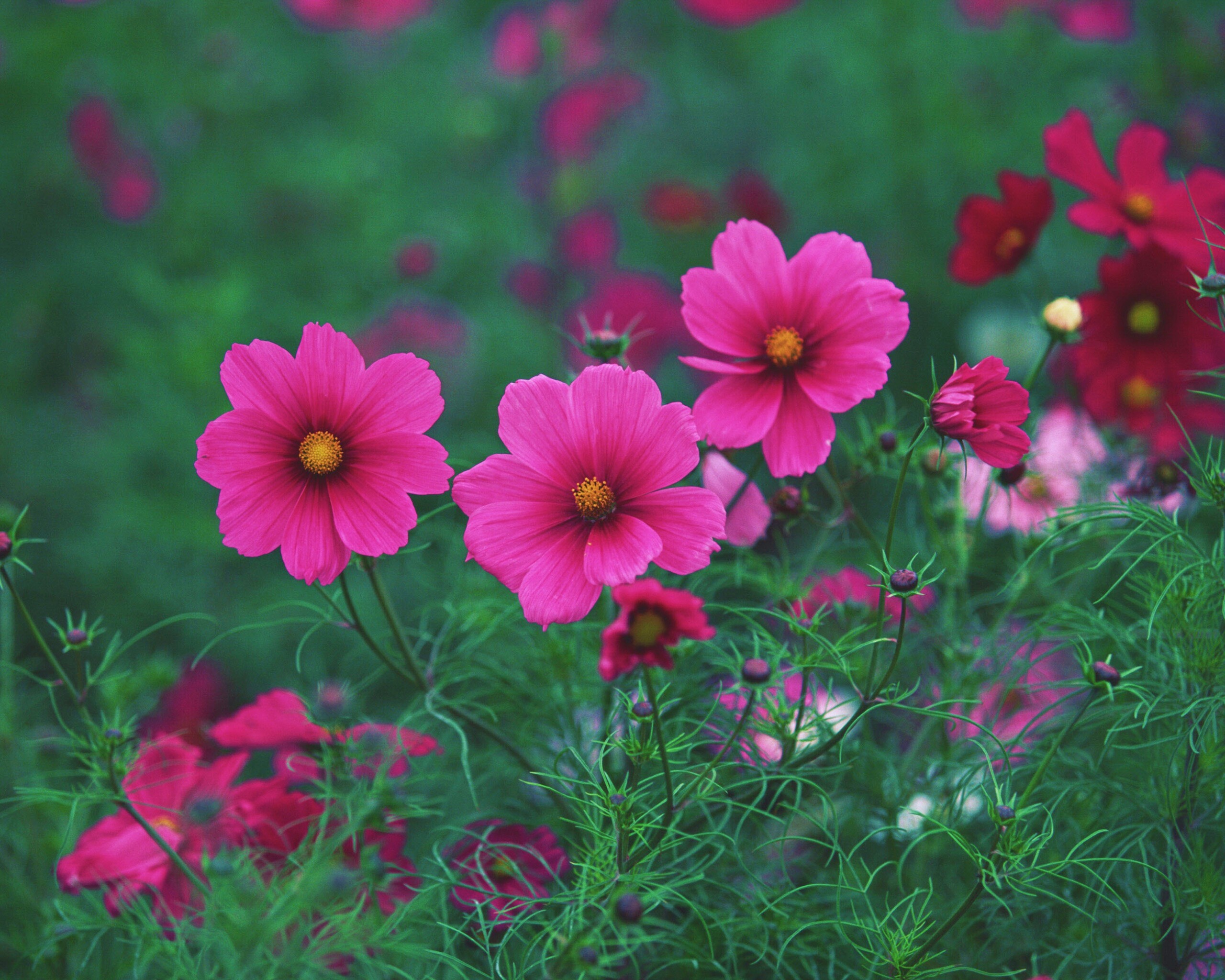 Яркие розовые цветы обои