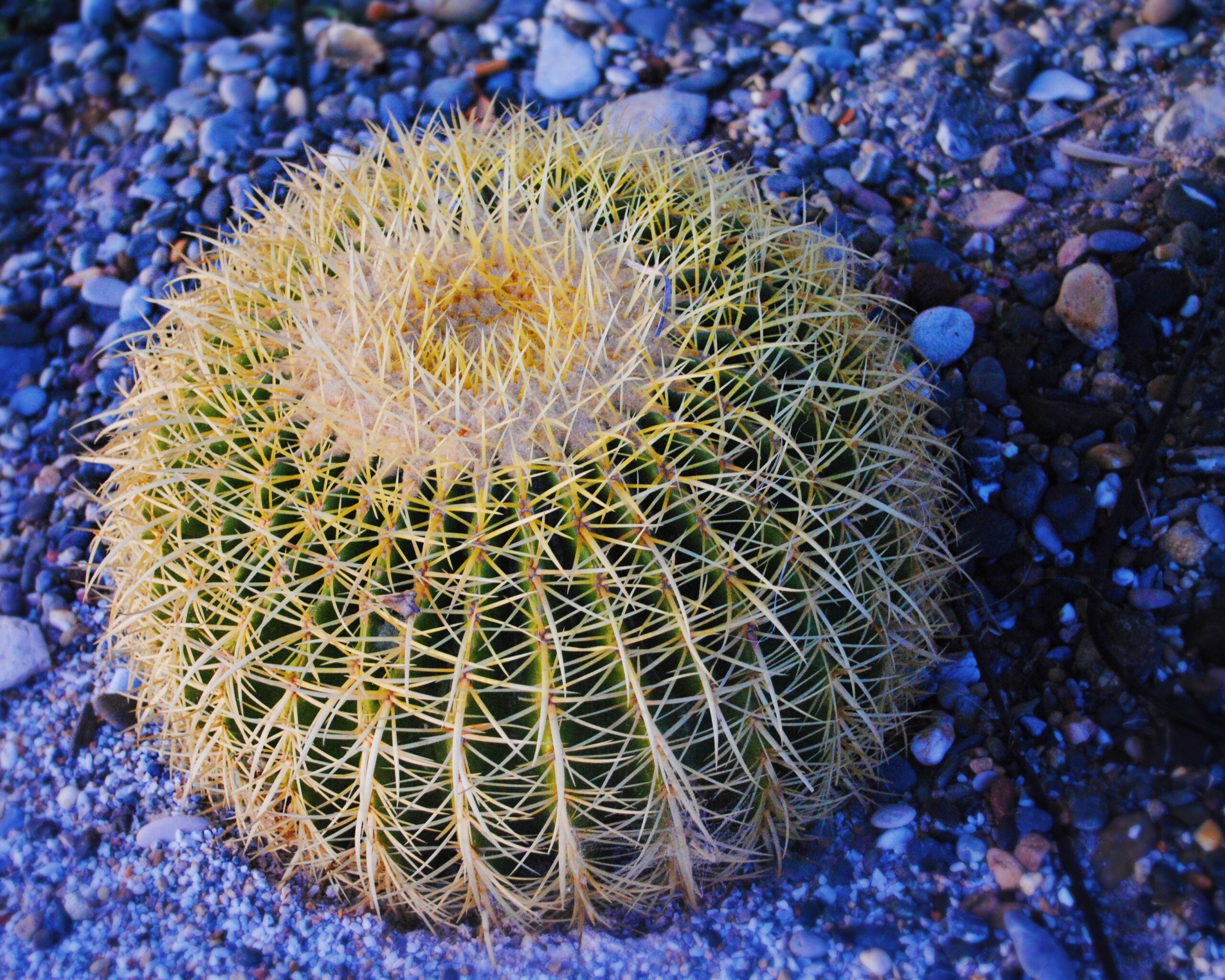 Круглый кактус обои